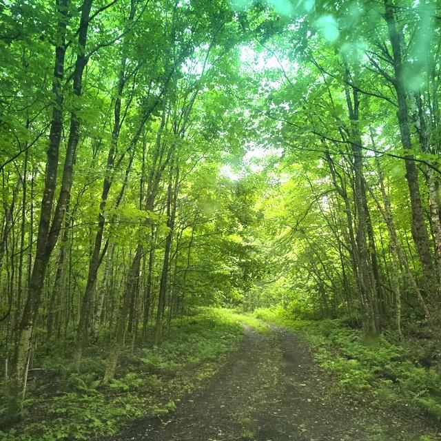 Homes for sale in Newark, VT | 250 Kinney Hill Rd, Newark, VT 05871 | MLS# 5047020