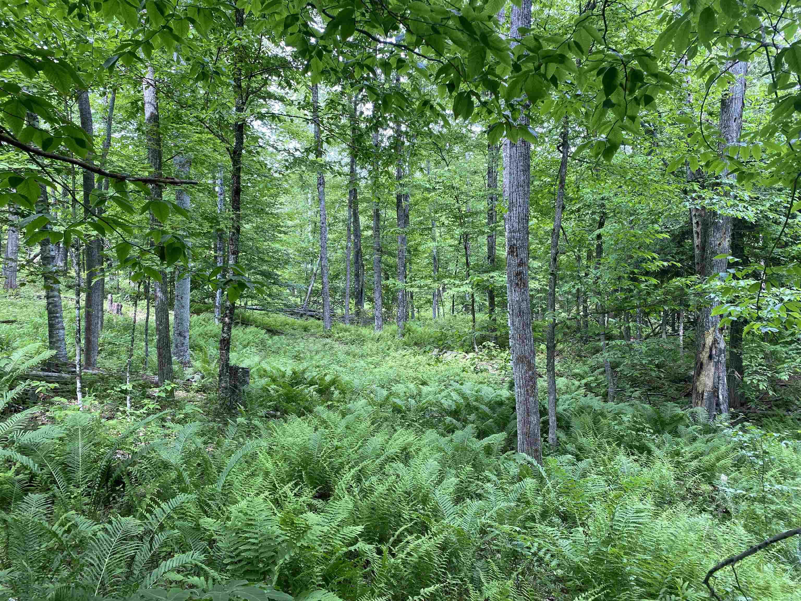 Homes for sale in Waterford, VT | 0 Simpson Brook Rd, Waterford, VT 05848 | MLS# 5048153