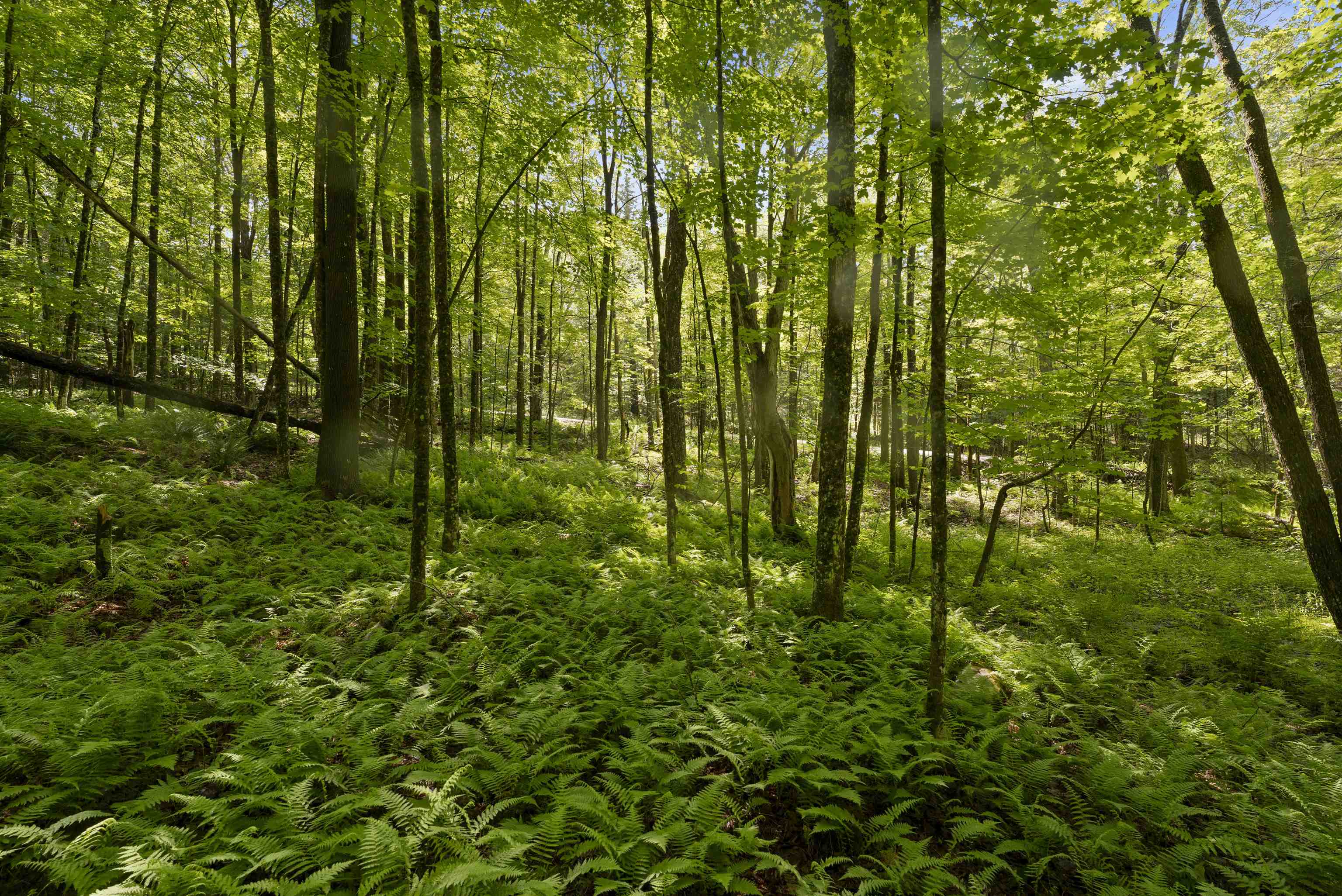 Homes for sale in Landgrove, VT | 11 Old County Rd, Landgrove, VT 05148 | MLS# 5048222