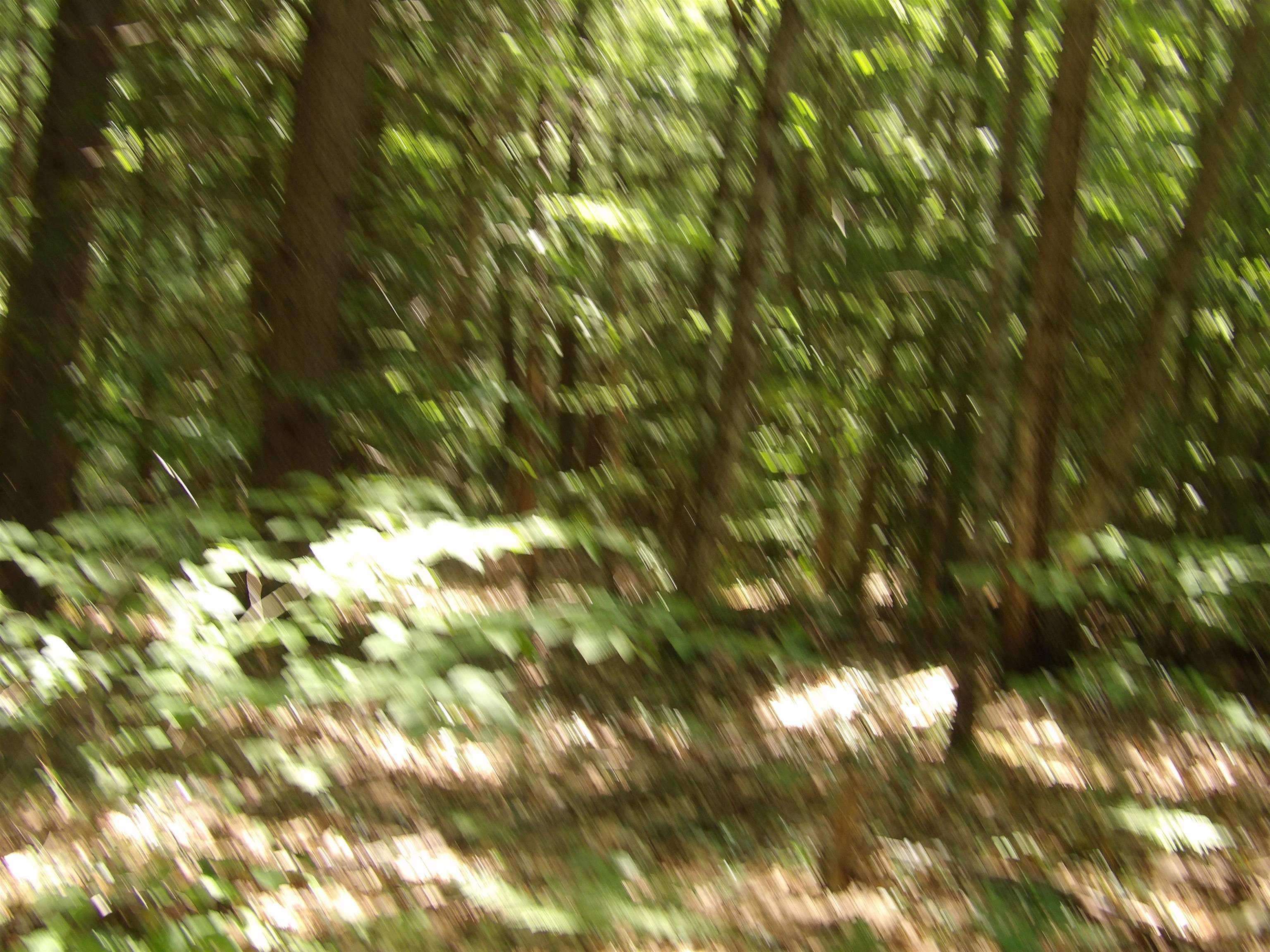 MLS #5048531 image #6