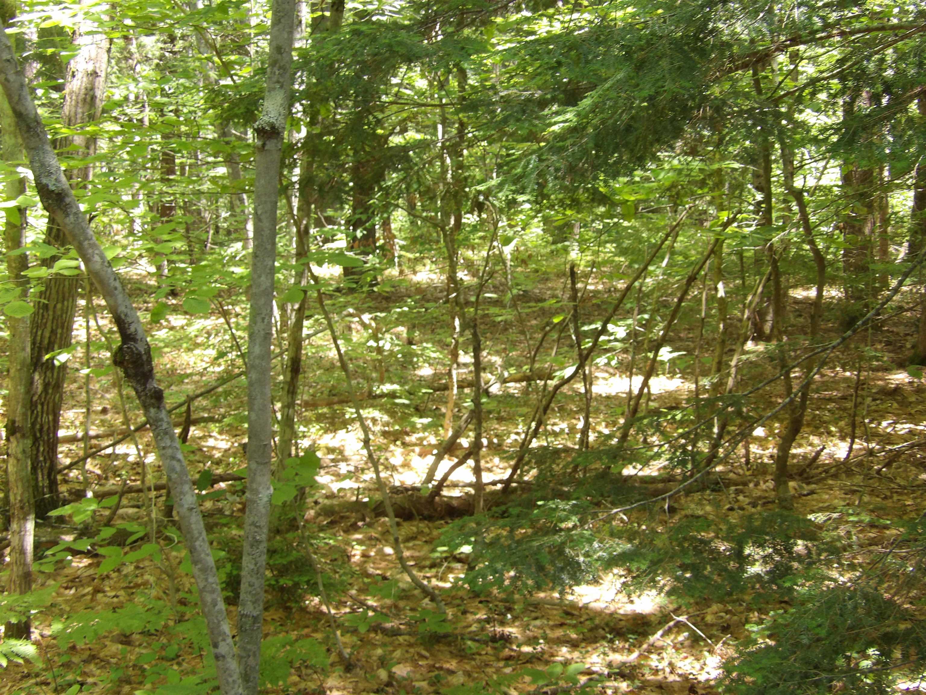 MLS #5048531 image #7