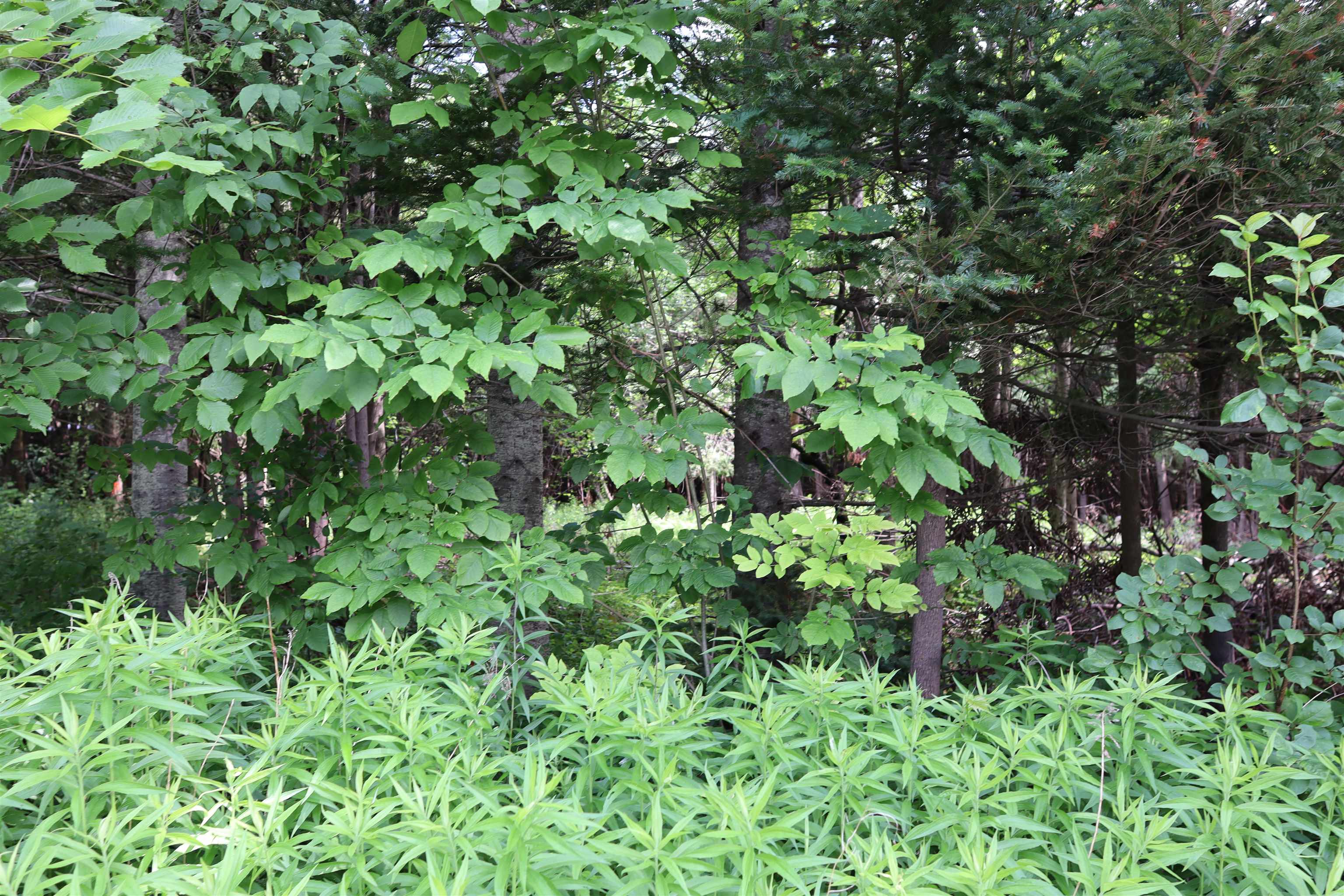 Homes for sale in Barre Town, VT | 00 Richardson Rd, Barre Town, VT 05641 | MLS# 5048759