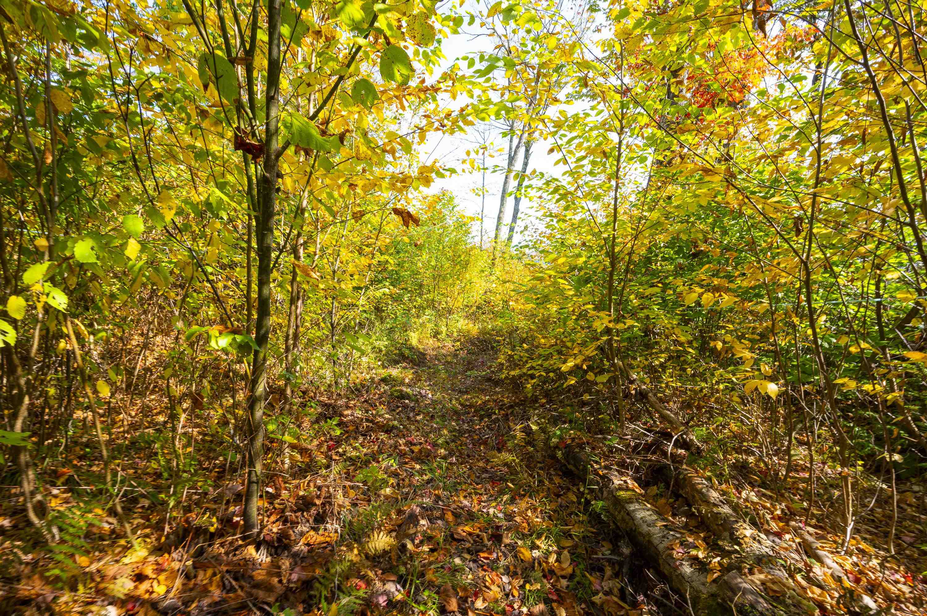 Homes for sale in Wolcott, VT | 0 Brookview Ln, Wolcott, VT 05680 | MLS# 5049092