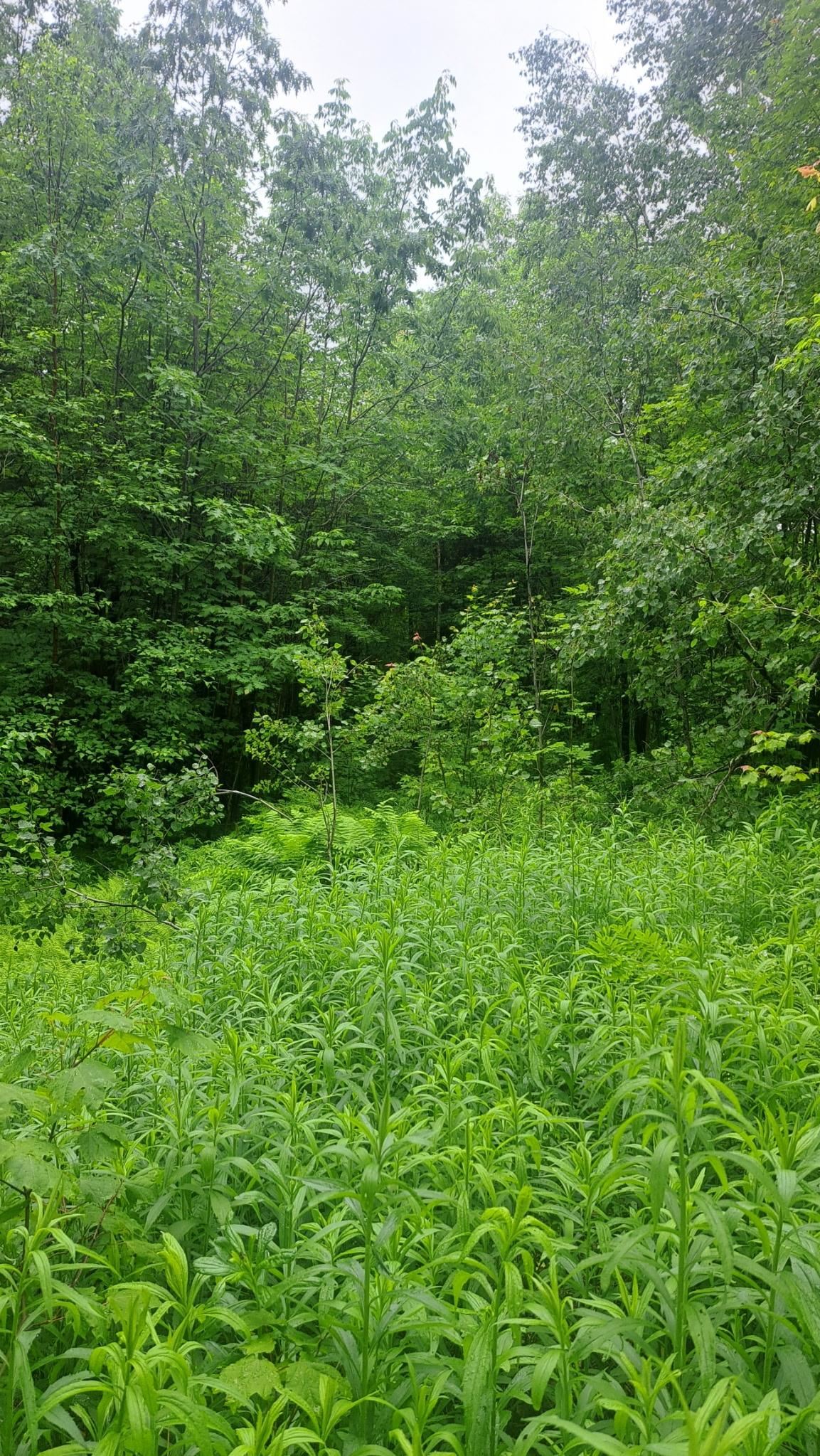 Homes for sale in Dover, VT | 1 Pinnacle View Ln, Dover, VT 05356 | MLS# 5049097