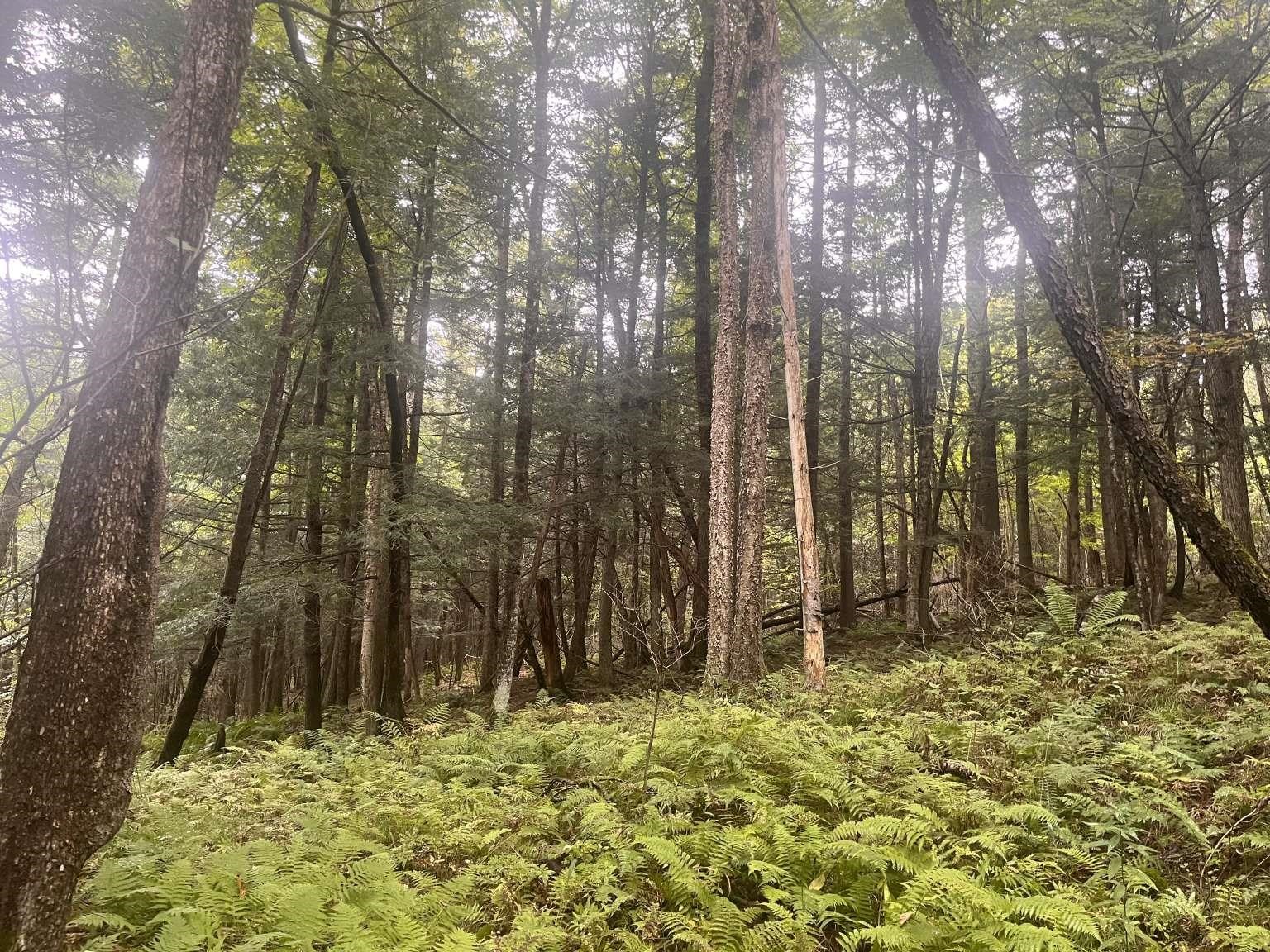 Homes for sale in East Montpelier, VT | 0 East Hill Rd, East Montpelier, VT 05651 | MLS# 5049416