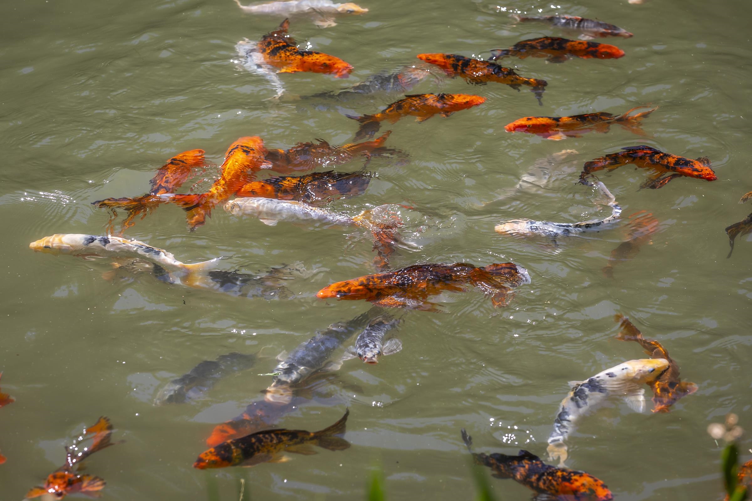 Homes for sale in Dorset, VT | 397 Fern Hl, Dorset, VT 05251 | MLS# 5049720