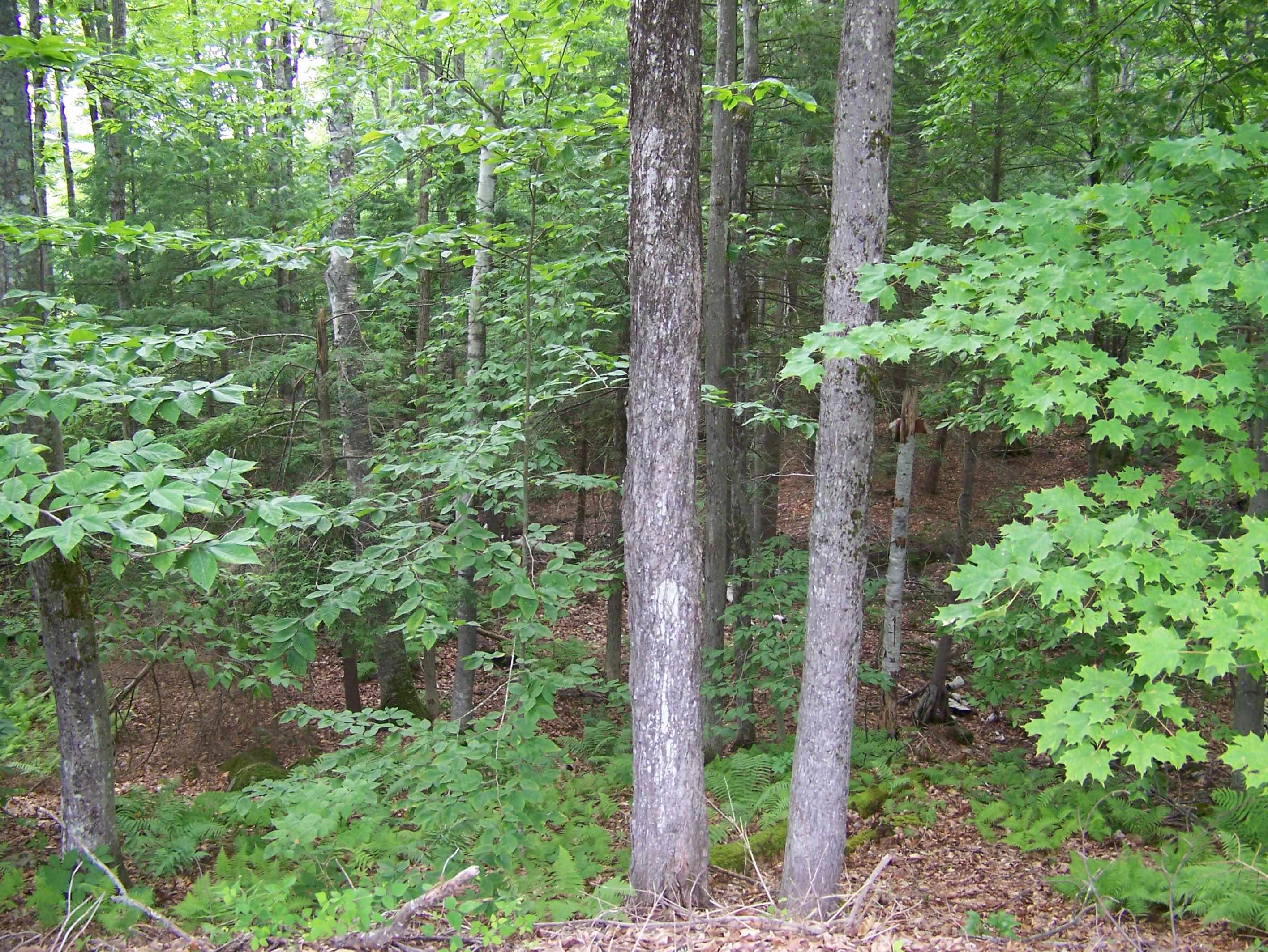 0 Ledge Hill Rd, Tuftonboro, NH 03816