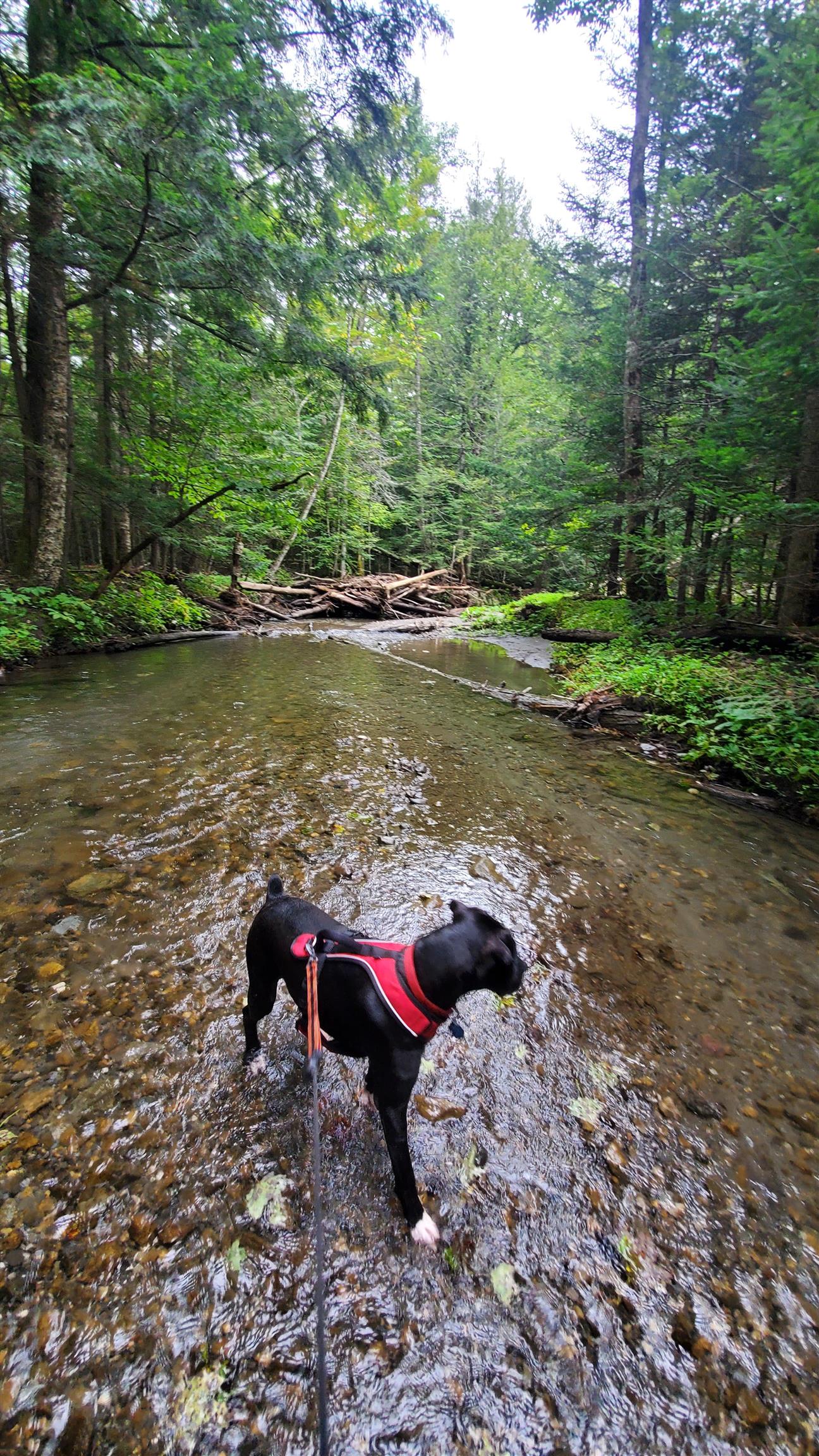 Homes for sale in Chelsea, VT | 00 Brook Rd, Chelsea, VT 05038 | MLS# 5051948