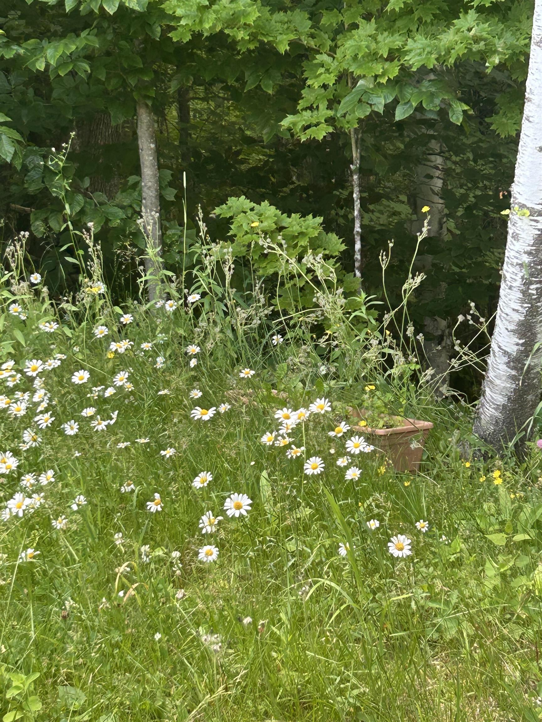 Homes for sale in Landaff, NH | 420 Gale Chandler Rd, Landaff, NH 03585 | MLS# 5051971