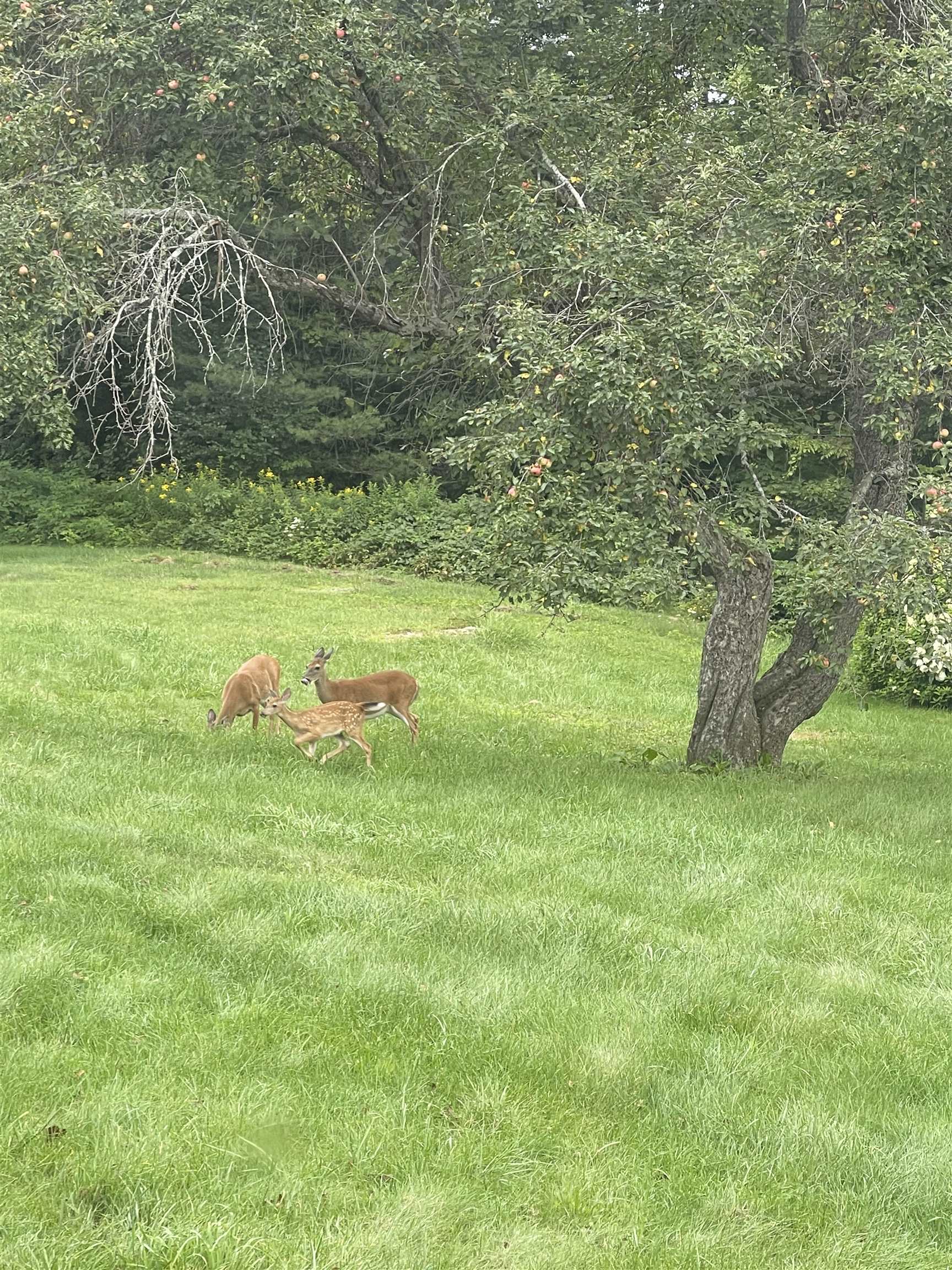 The deer and wildlife love to visit the apple trees out back 23717277