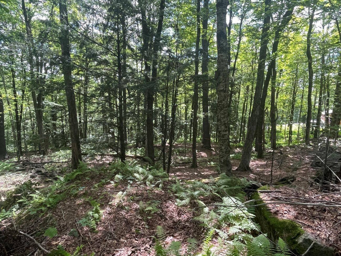 Homes for sale in Stoddard, NH | 00 Kennedy Brook Dr, Stoddard, NH 03464 | MLS# 5052922