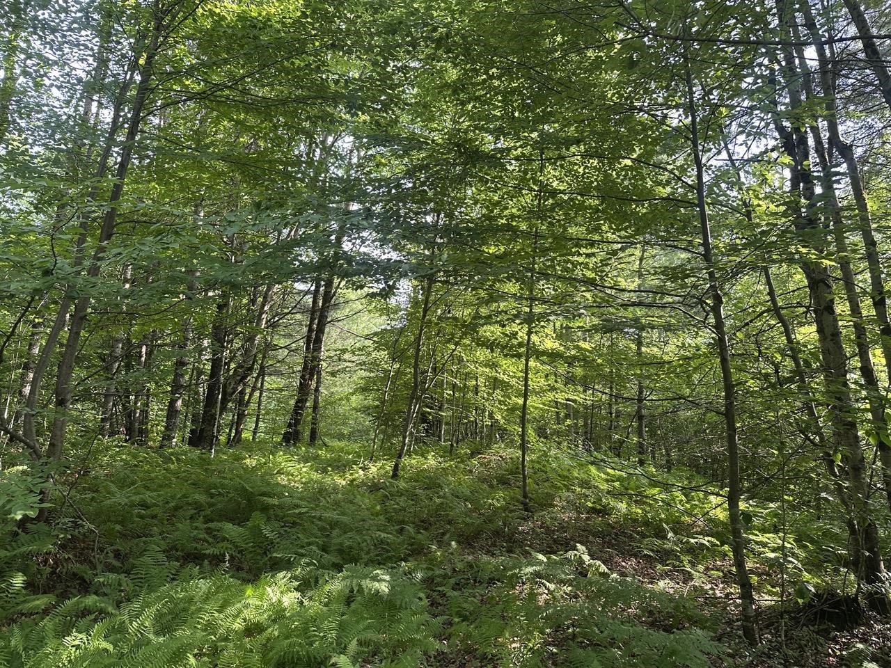 Homes for sale in Chester, VT | 00 Vt Route 103 N, Chester, VT 05143 | MLS# 5052948