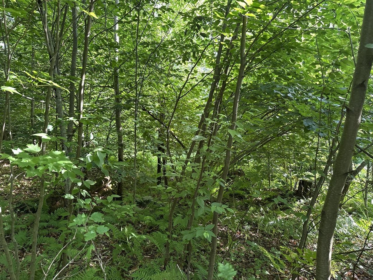 Homes for sale in Chester, VT | 00 Vt Route 103 N, Chester, VT 05143 | MLS# 5052948