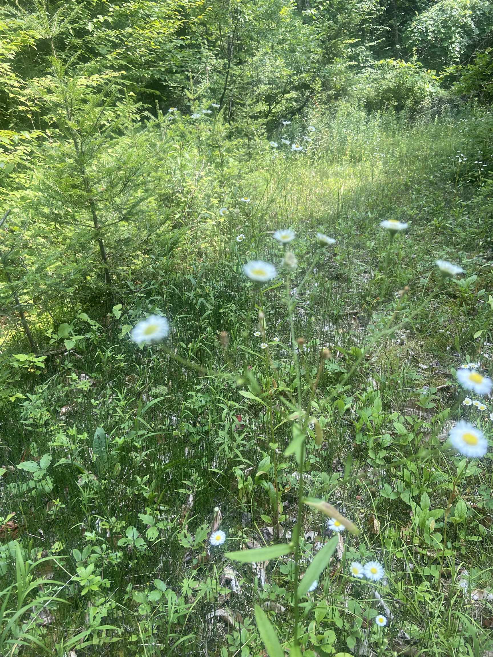 Homes for sale in Peru, VT | 188 Cedar Ln, Peru, VT 05152 | MLS# 5053318