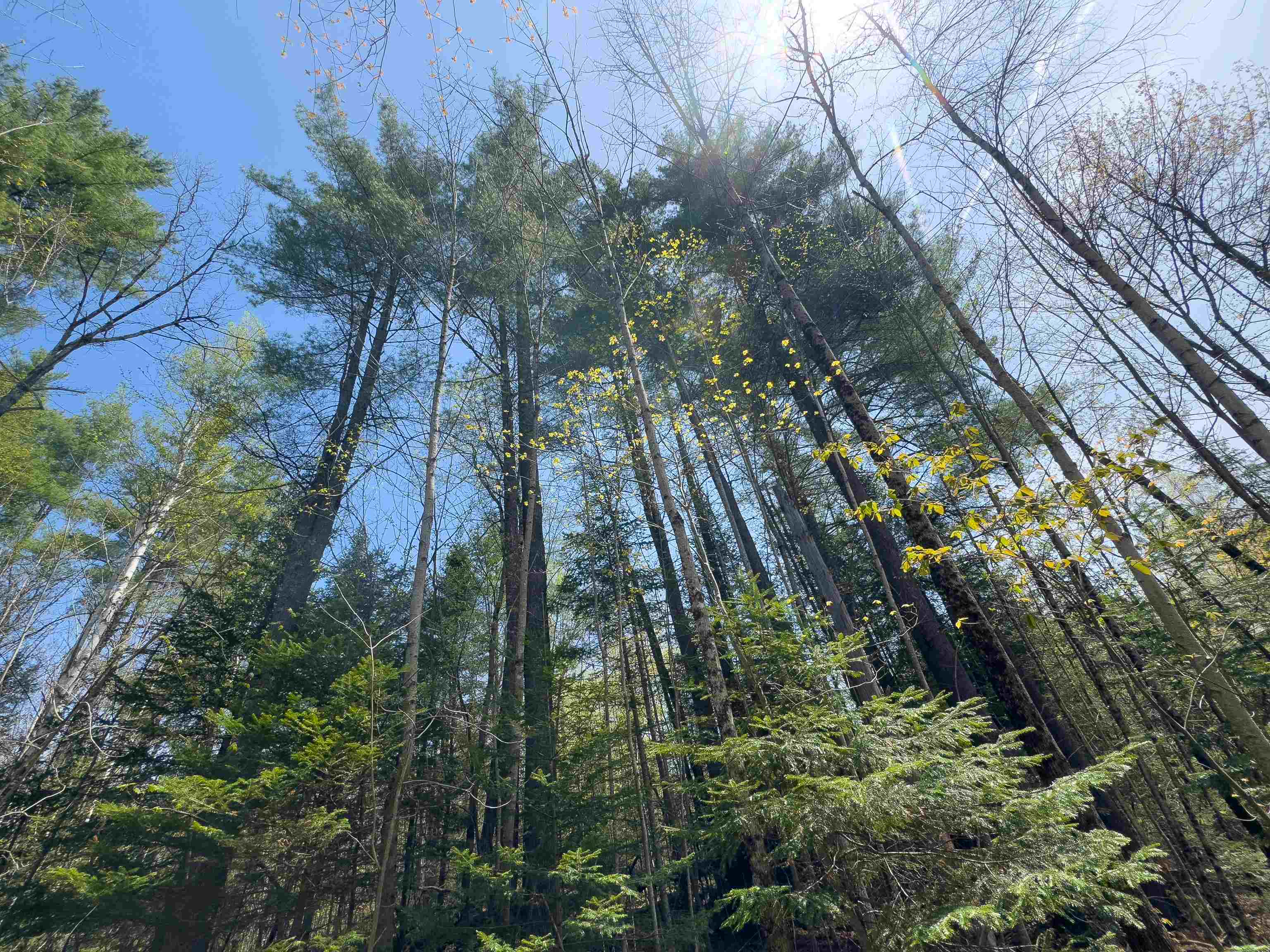 Homes for sale in Concord, VT | 538 Oregon Rd, Concord, VT 05824 | MLS# 5053579