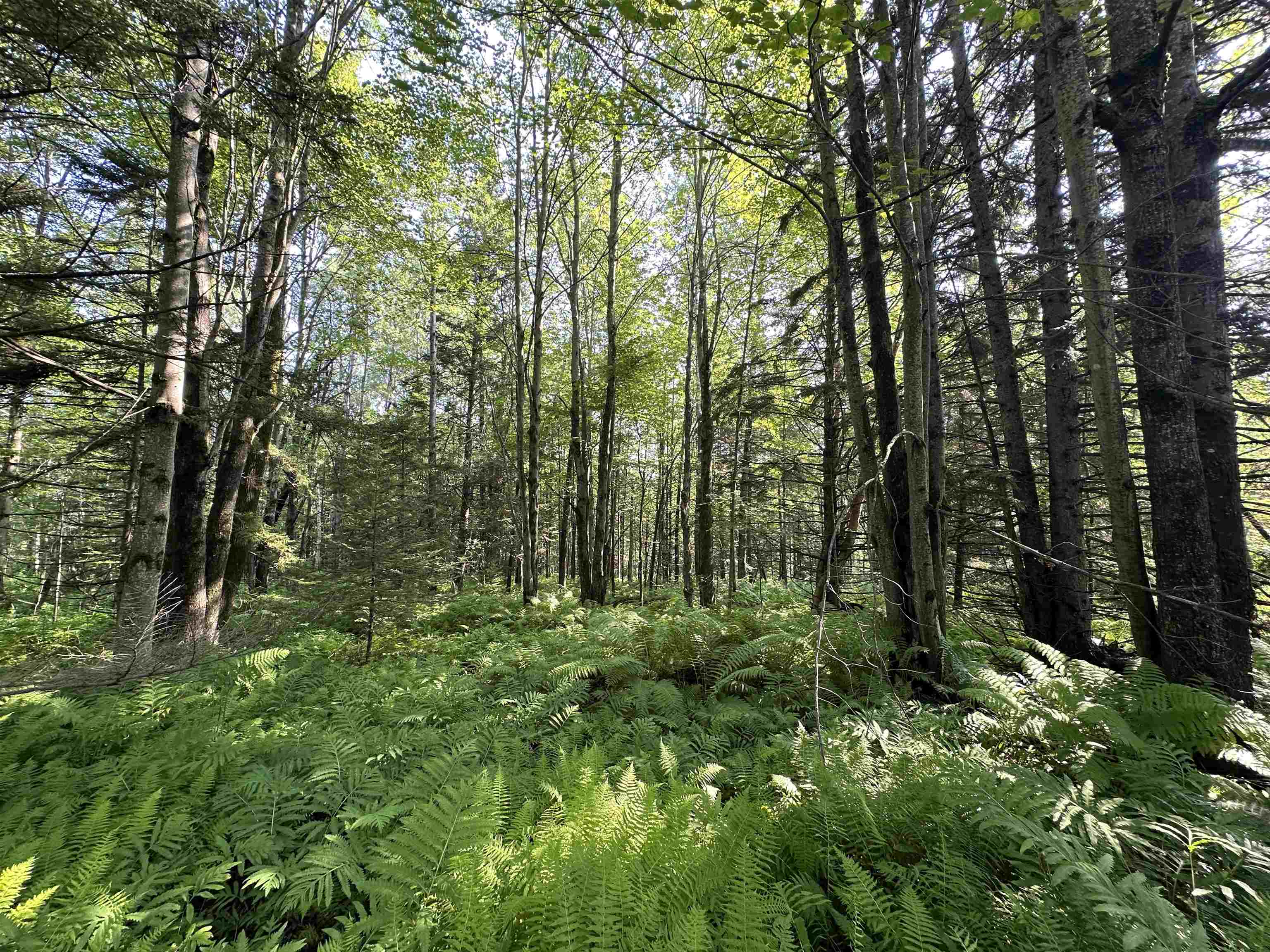 Homes for sale in Wolcott, VT | 00 Elmore Pond Rd, Wolcott, VT 05680 | MLS# 5053761