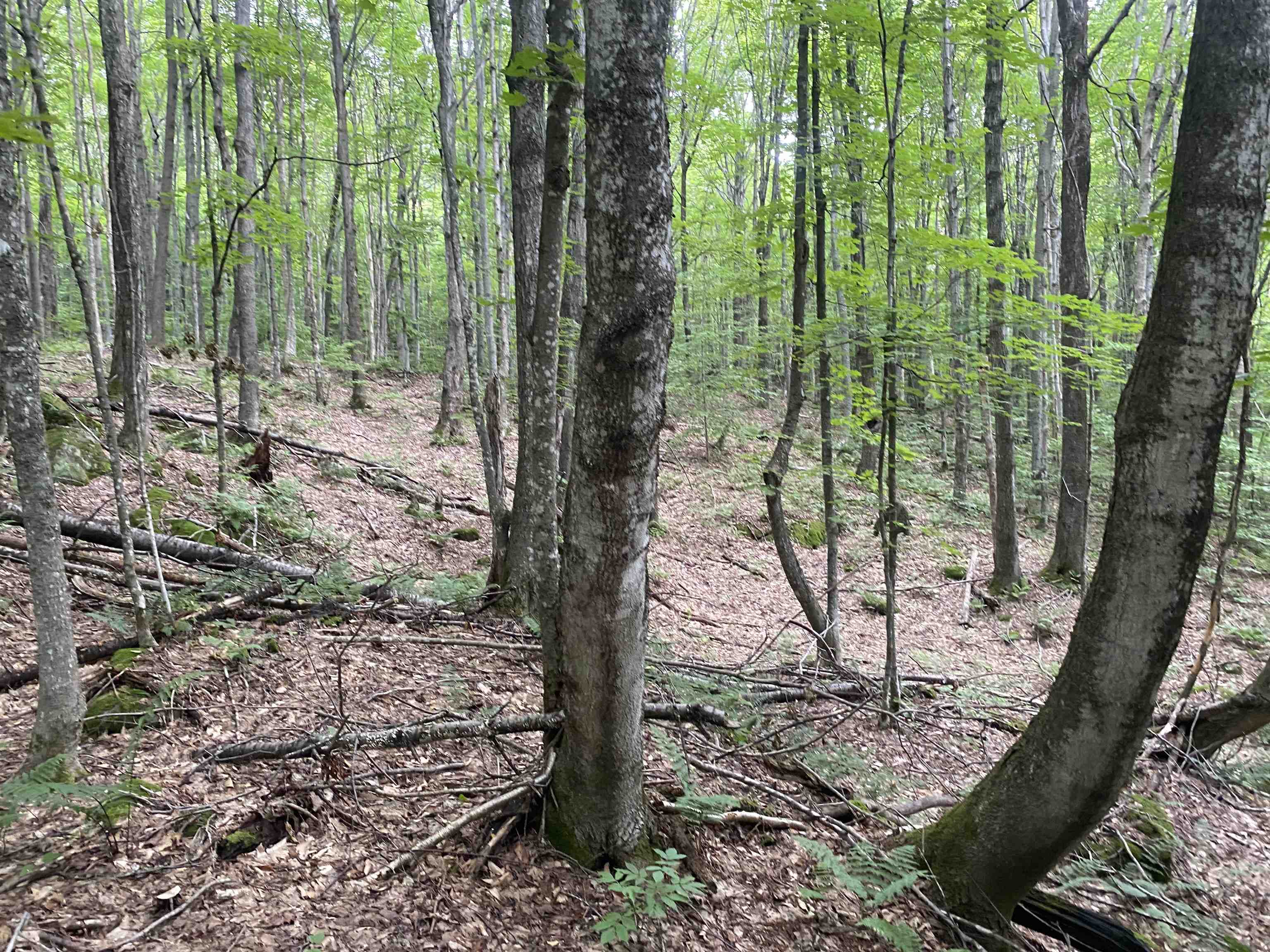 Homes for sale in Jay, VT | 0 Maple St, Jay, VT 05859 | MLS# 5053782