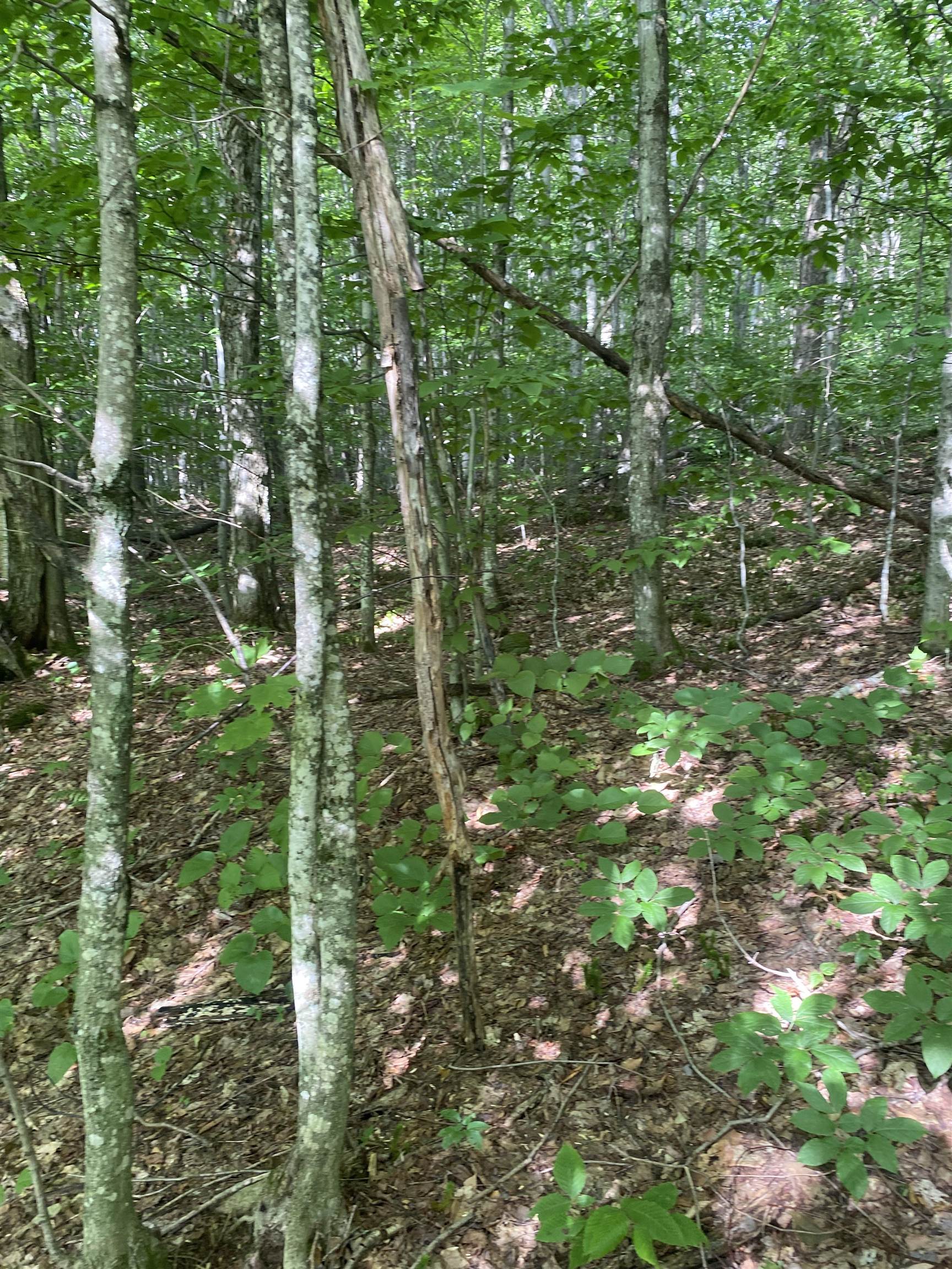 Homes for sale in Jay, VT | 0 Maple St, Jay, VT 05859 | MLS# 5053782