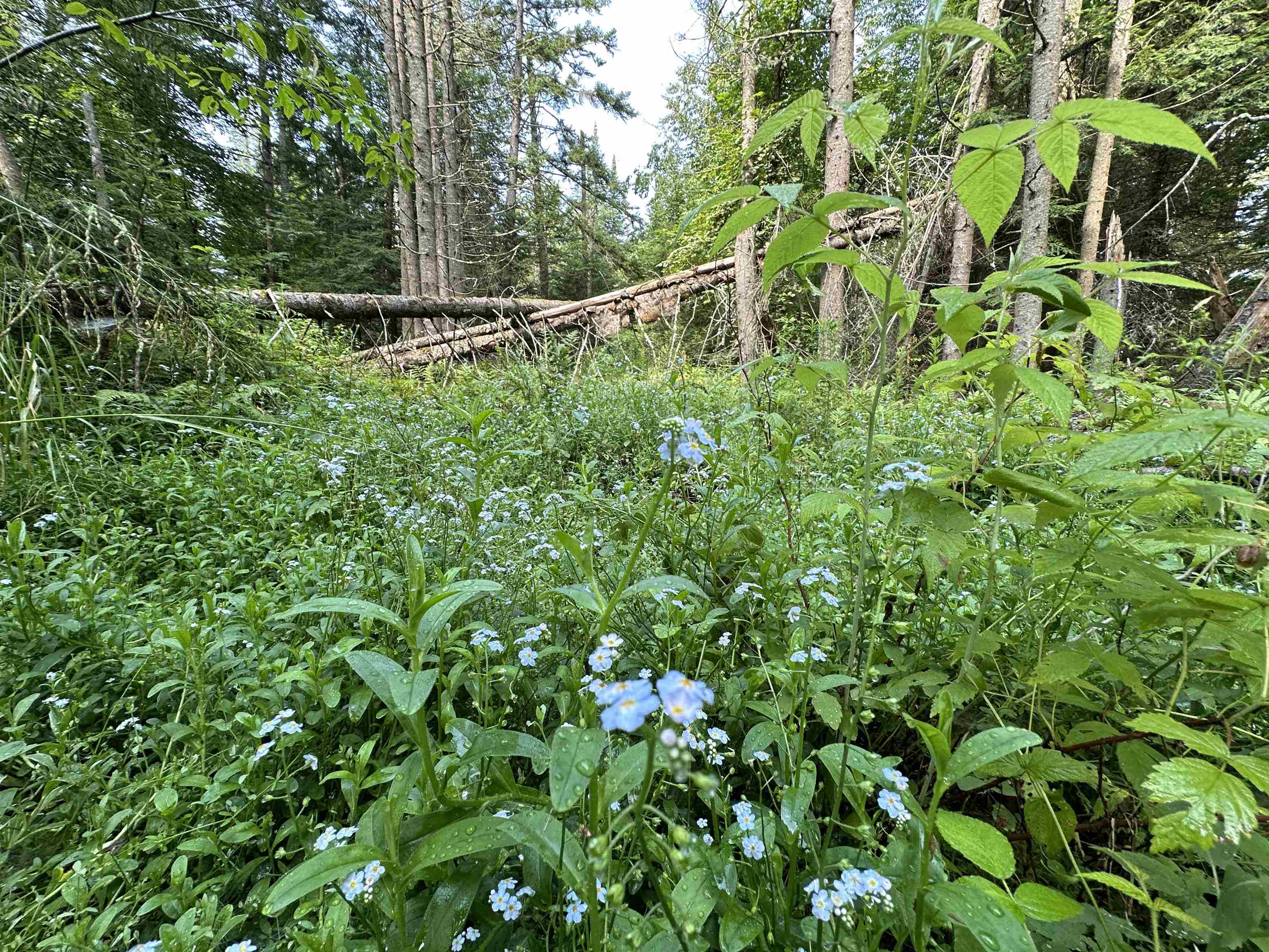 Homes for sale in Wolcott, VT | 001 Elmore Pond Rd, Wolcott, VT 05680 | MLS# 5053789