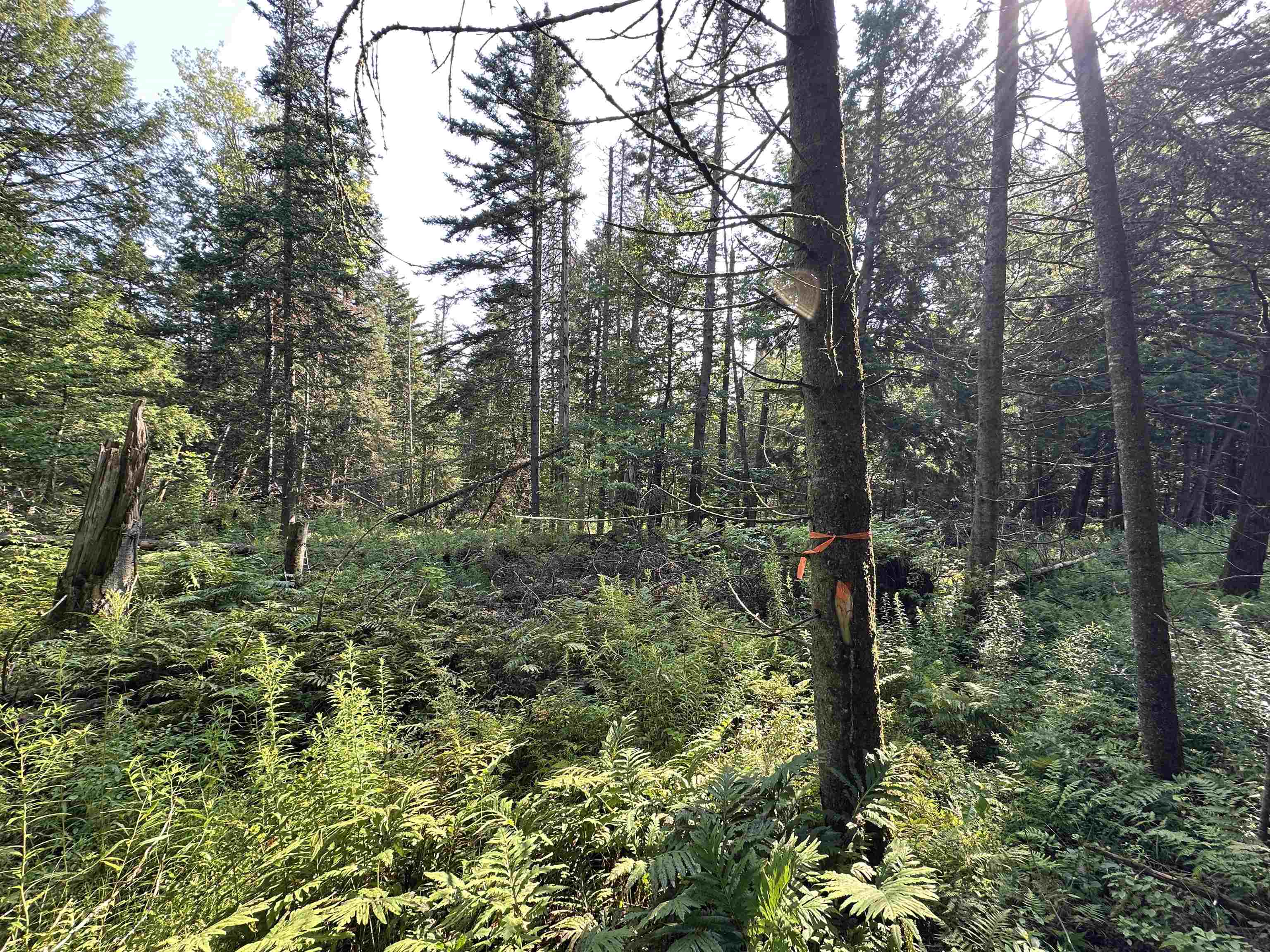 Homes for sale in Wolcott, VT | 001 Elmore Pond Rd, Wolcott, VT 05680 | MLS# 5053789