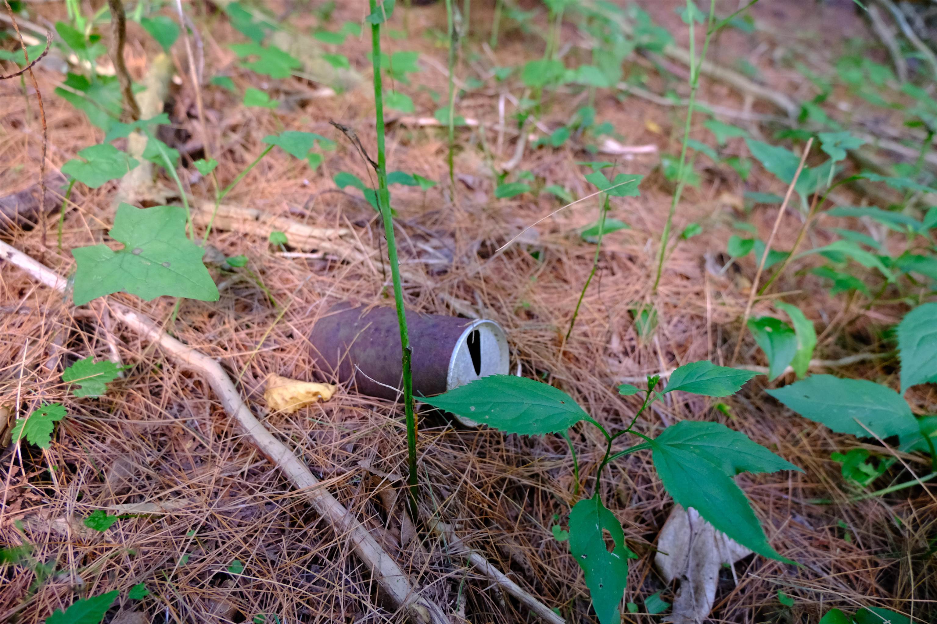 Homes for sale in Burke, VT | 0 Calendar Brook Rd, Burke, VT 05871 | MLS# 5054523