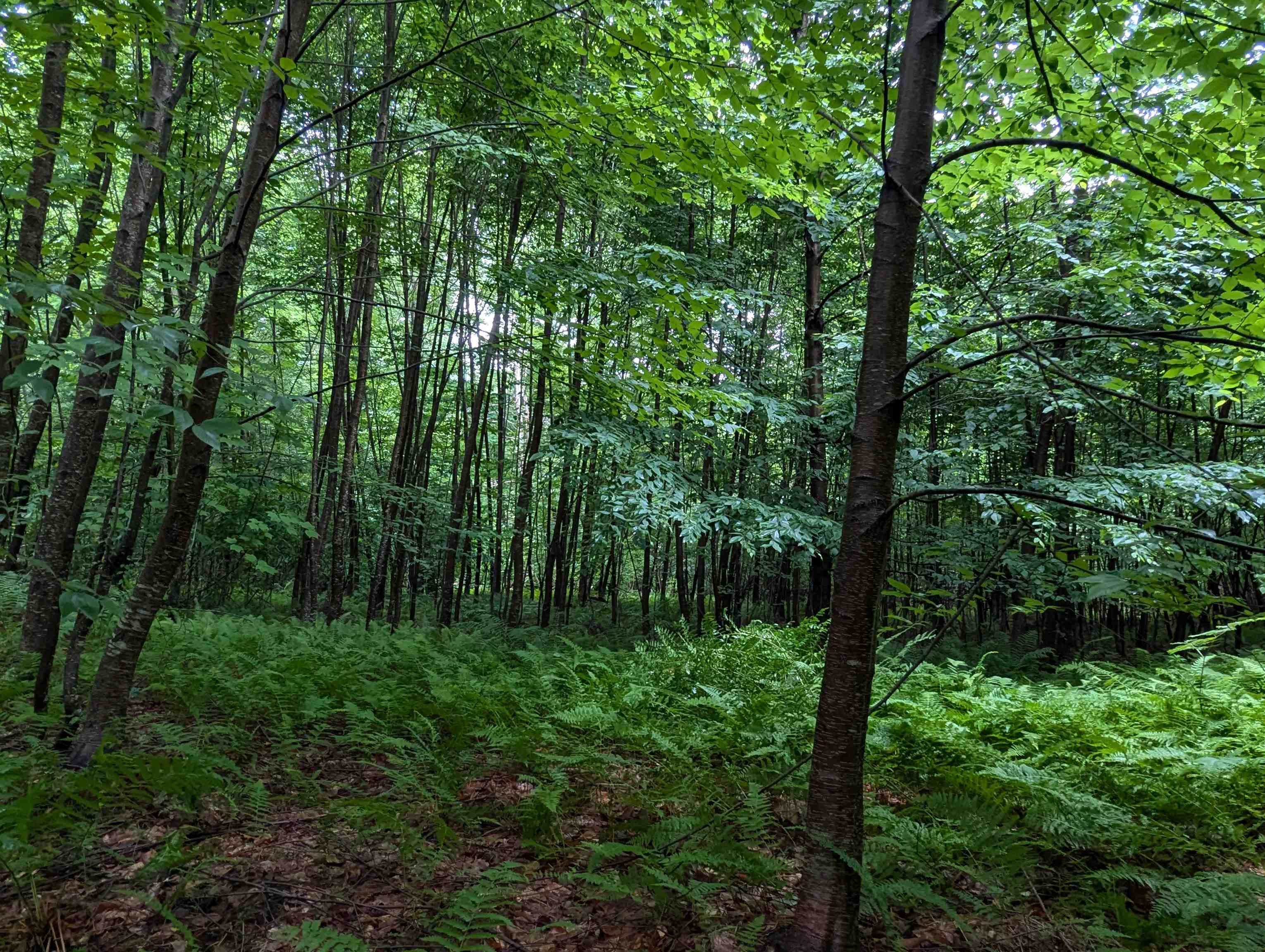 Homes for sale in Newfane, VT | 0 Dover Rd, Newfane, VT 05351 | MLS# 5054979