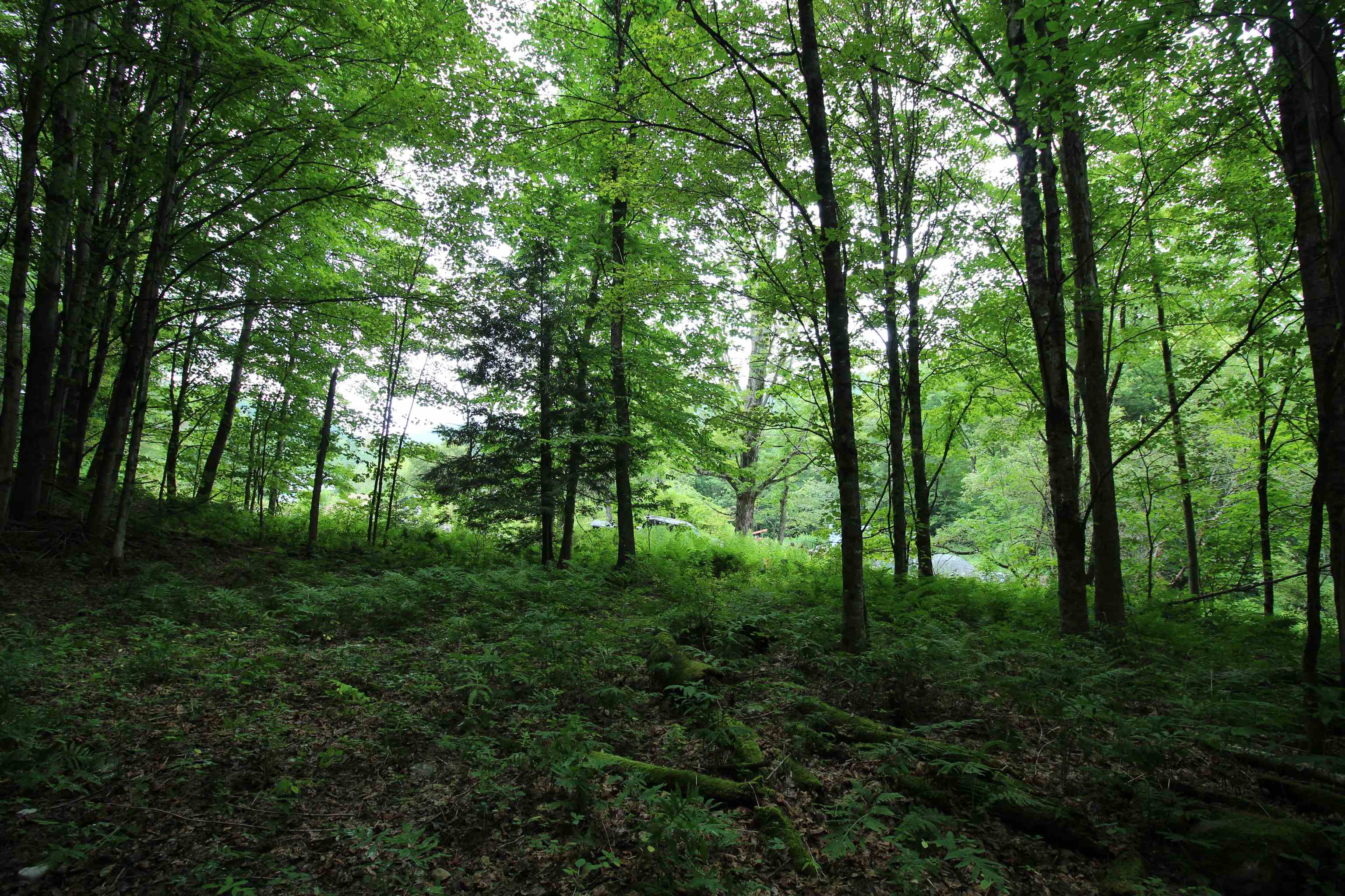 Homes for sale in Pittsfield, VT | 360 Liberty Hill Rd, Pittsfield, VT 05762 | MLS# 5055283