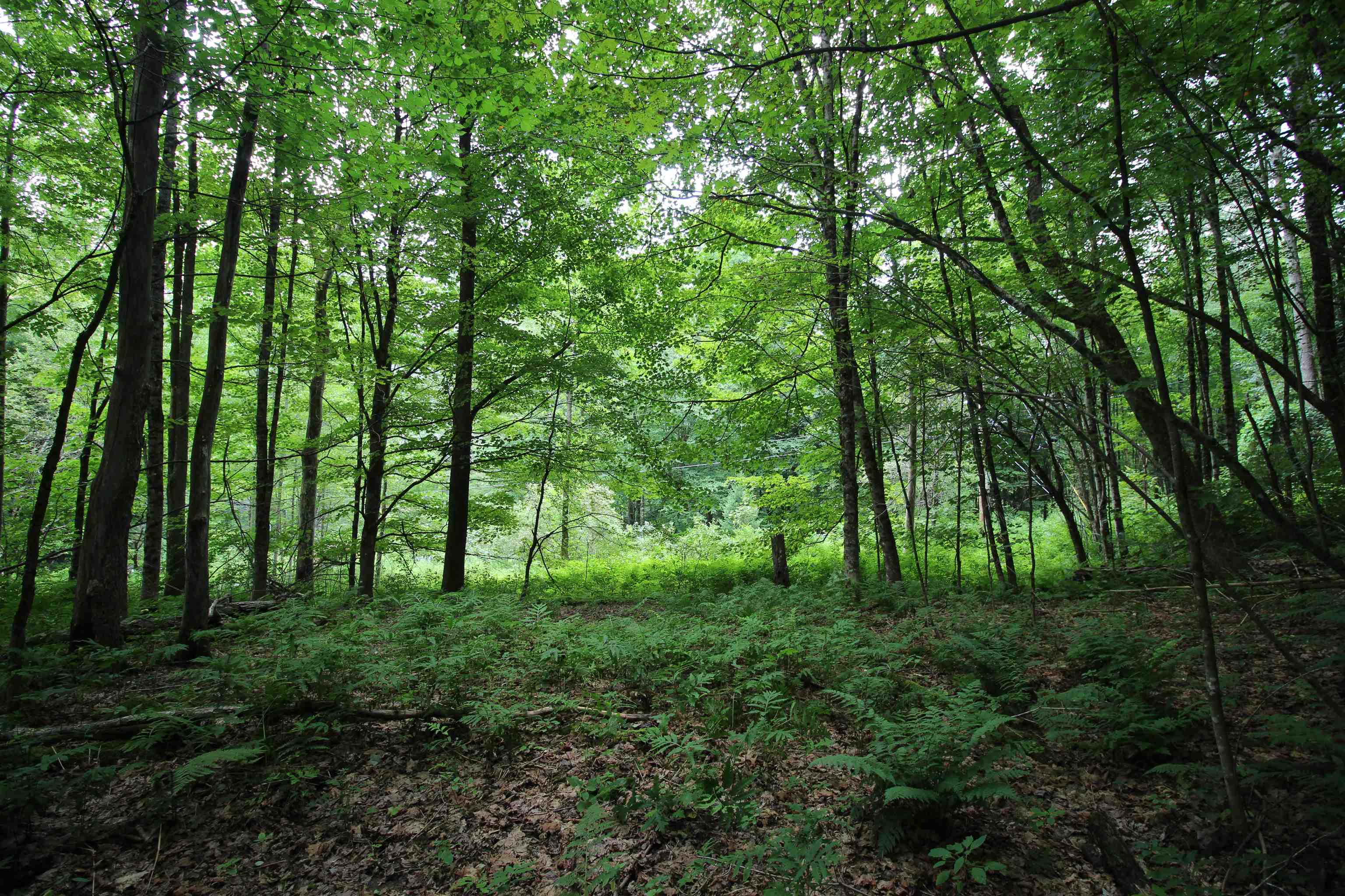 Homes for sale in Pittsfield, VT | 360 Liberty Hill Rd, Pittsfield, VT 05762 | MLS# 5055283