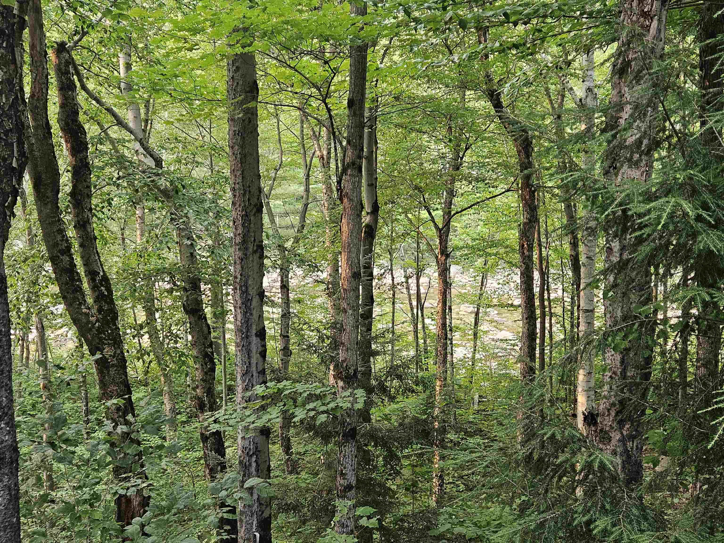 MLS #5055329 image #47