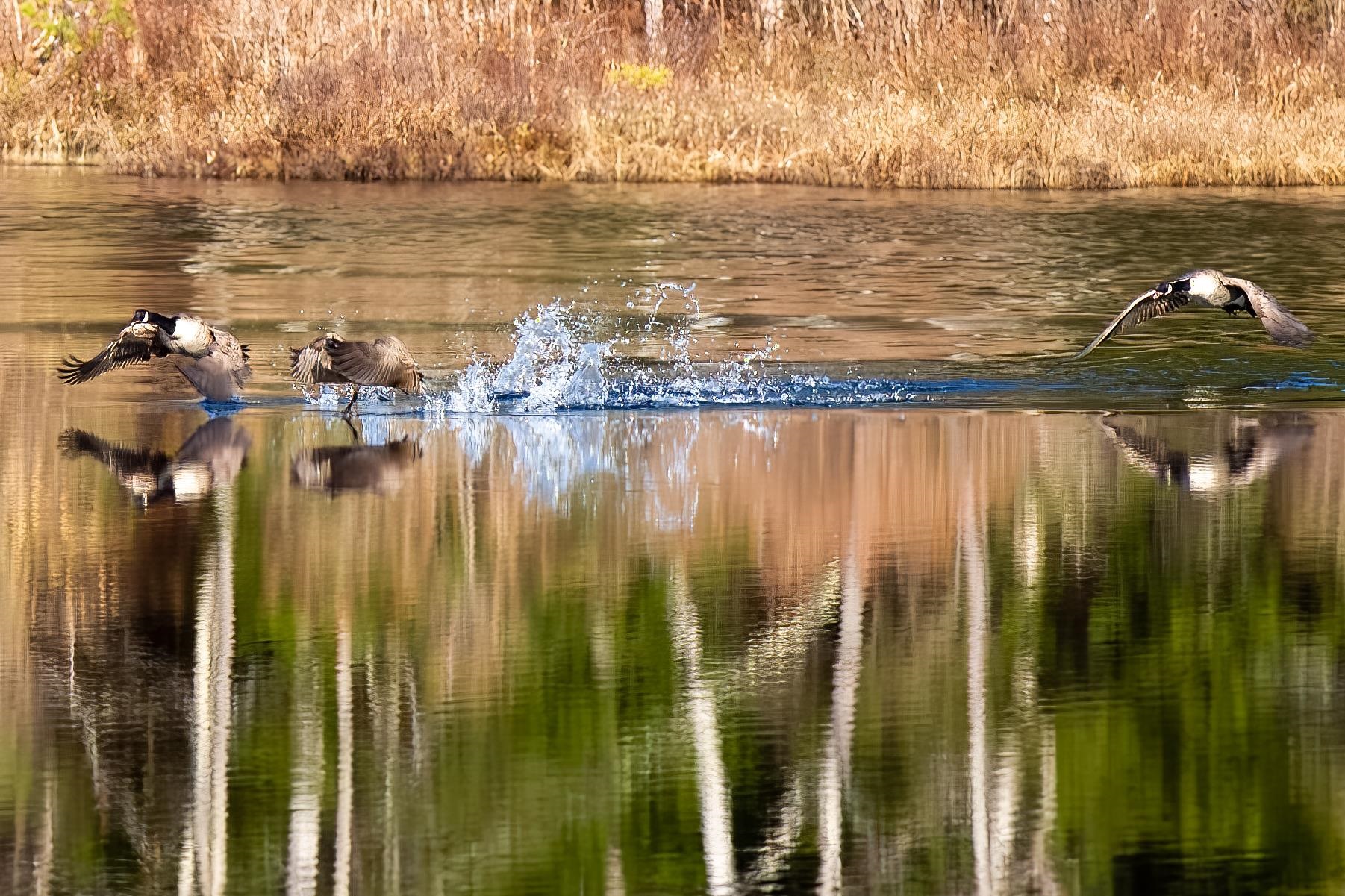 MLS #5055581 image #5