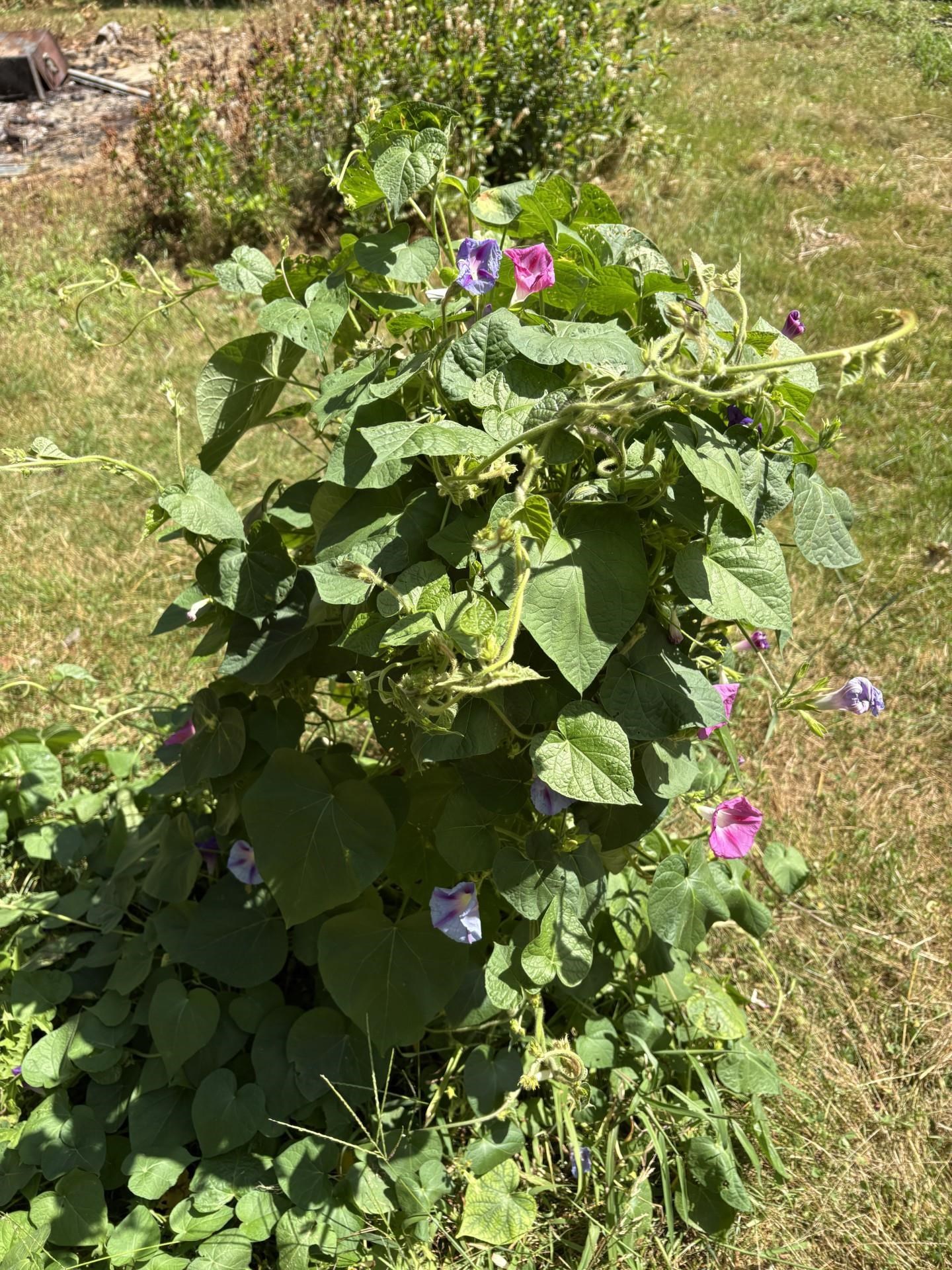 19 Easy Ave, Albany, NH 03818