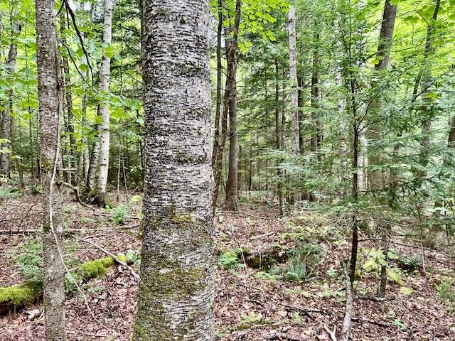 0 Bradley Hill Rd, Haverhill, NH 03785