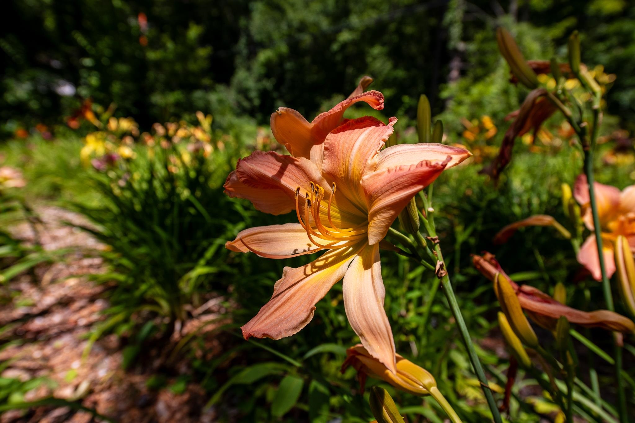 MLS #5058475 image #50