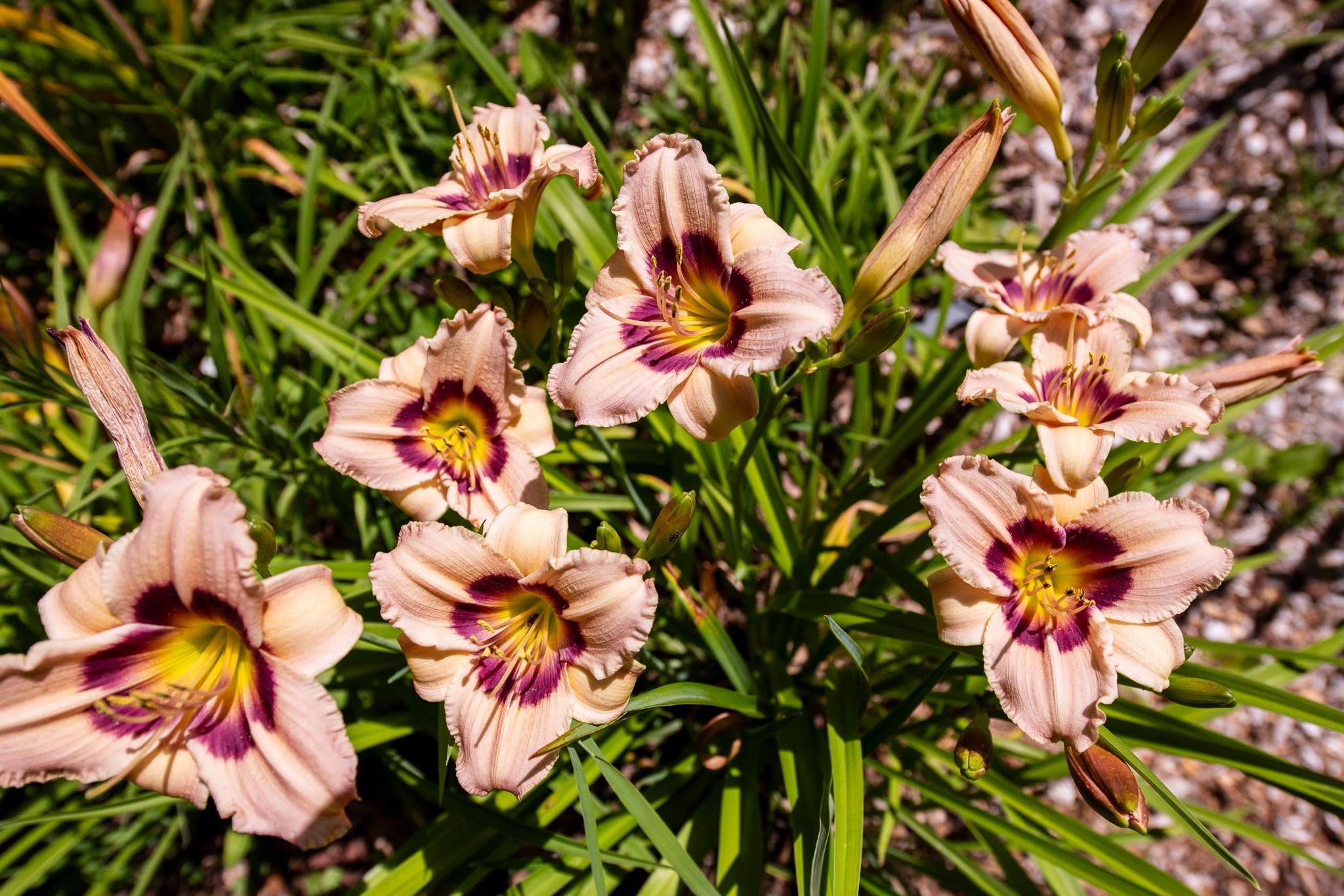 MLS #5058475 image #51