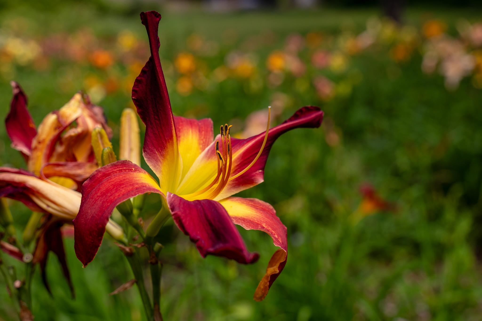 MLS #5058475 image #58