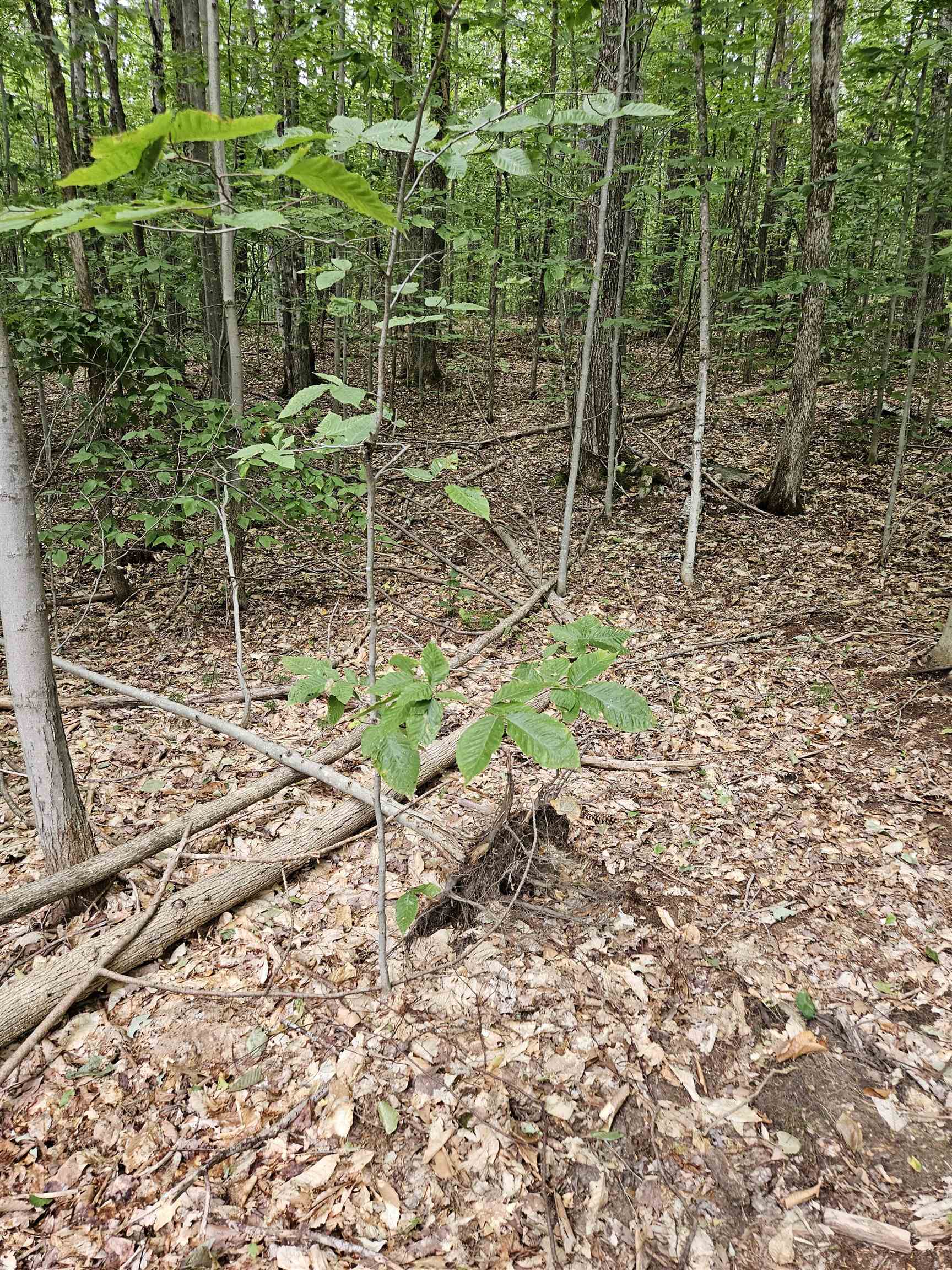 MLS #5058781 image #4