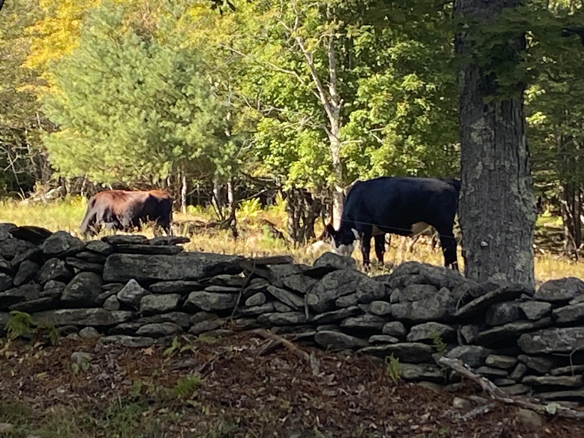 Cows in pasture across the street