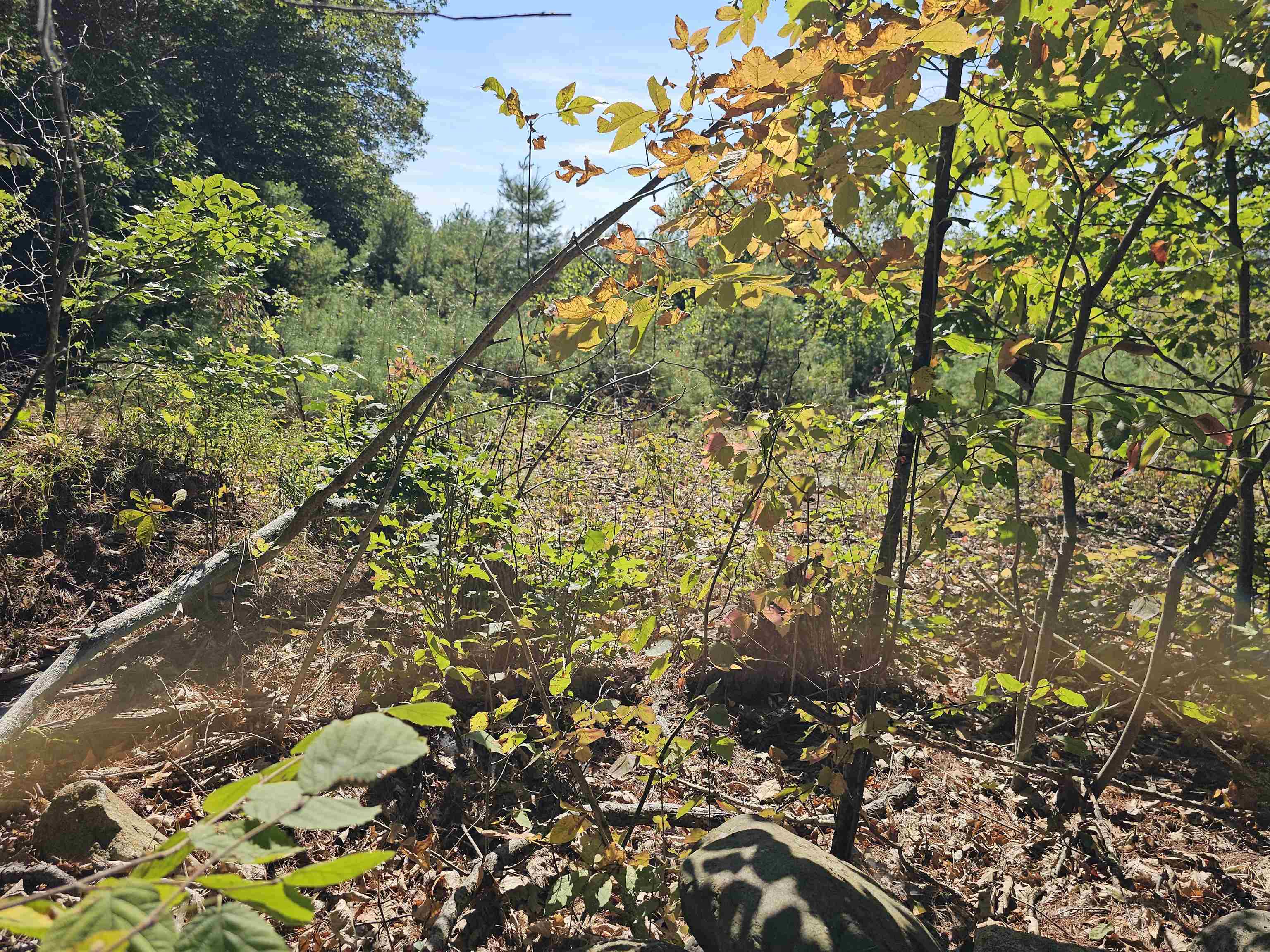 MLS #5061438 image #18