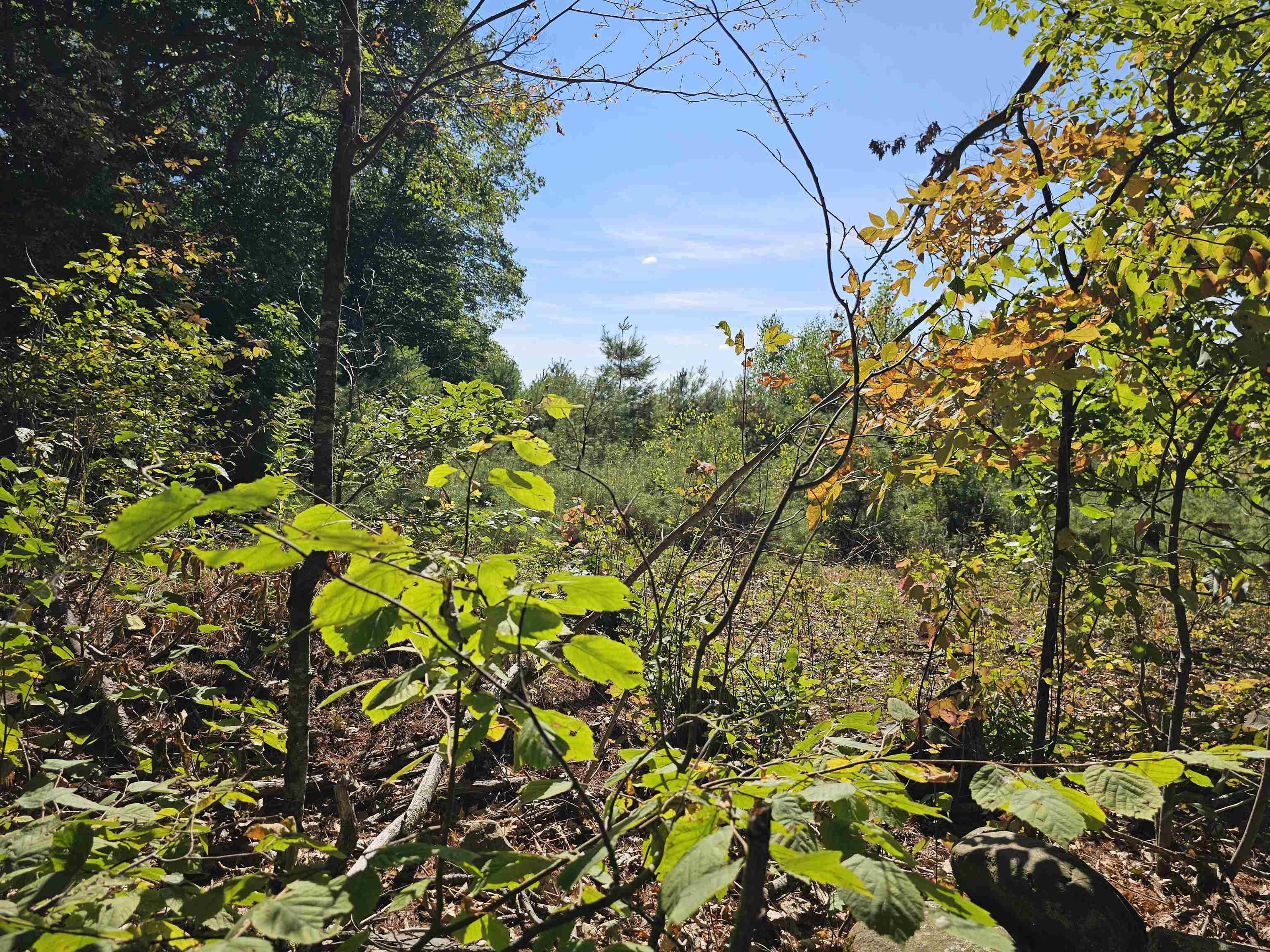 MLS #5061438 image #25