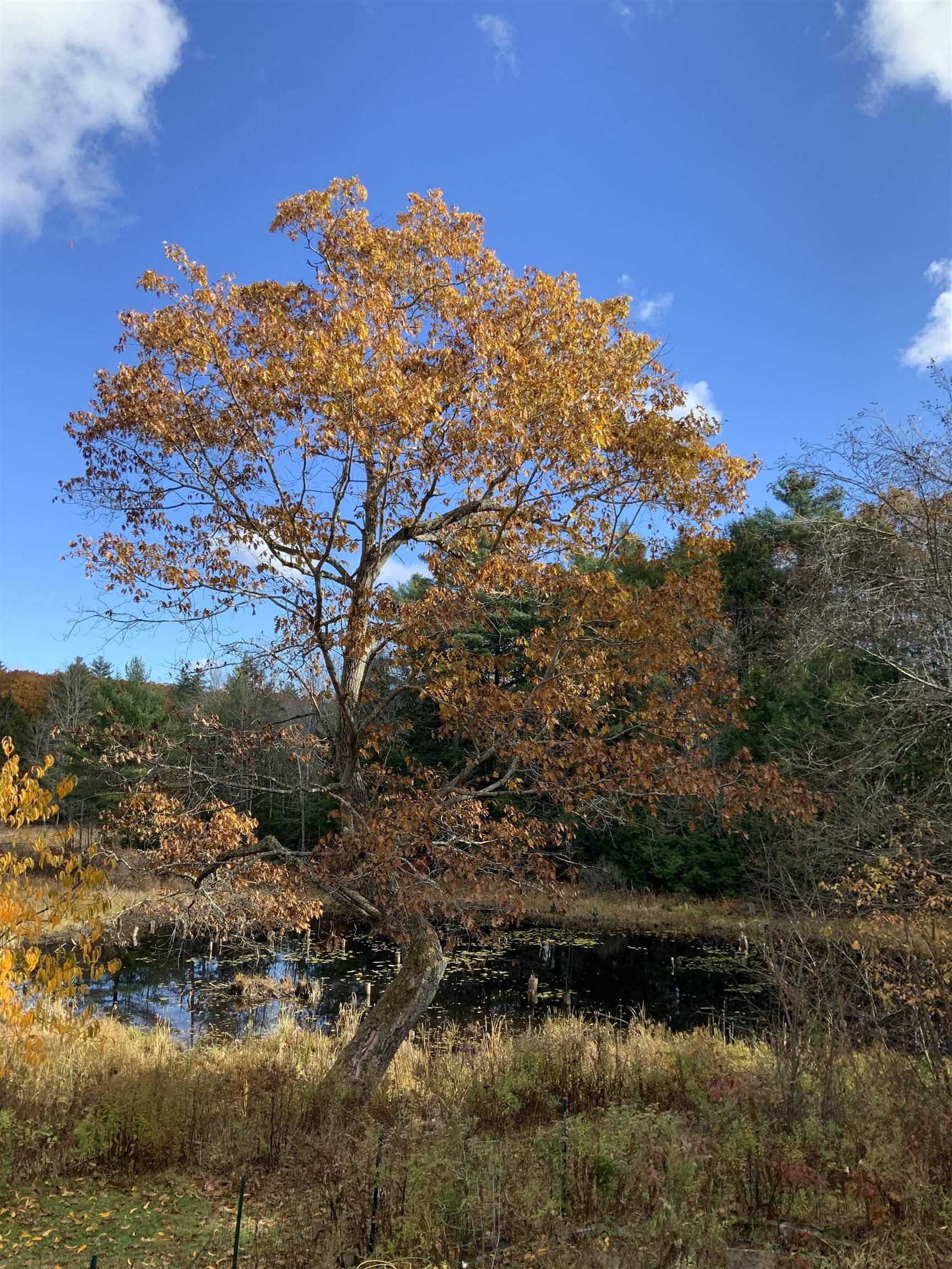 MLS #5061609 image #9