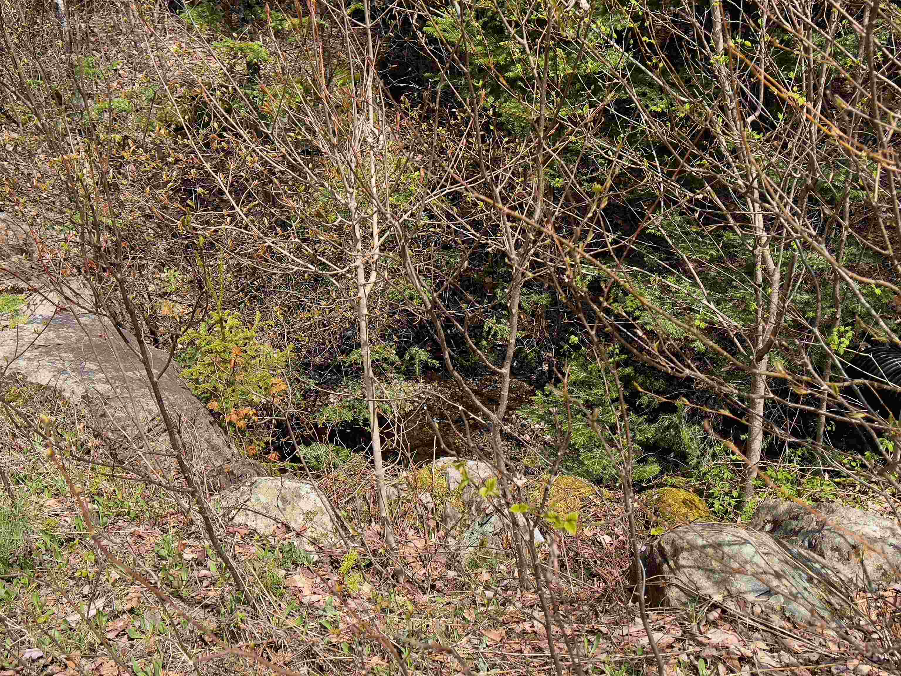 0 Chipper Ln, Milan, NH 03588