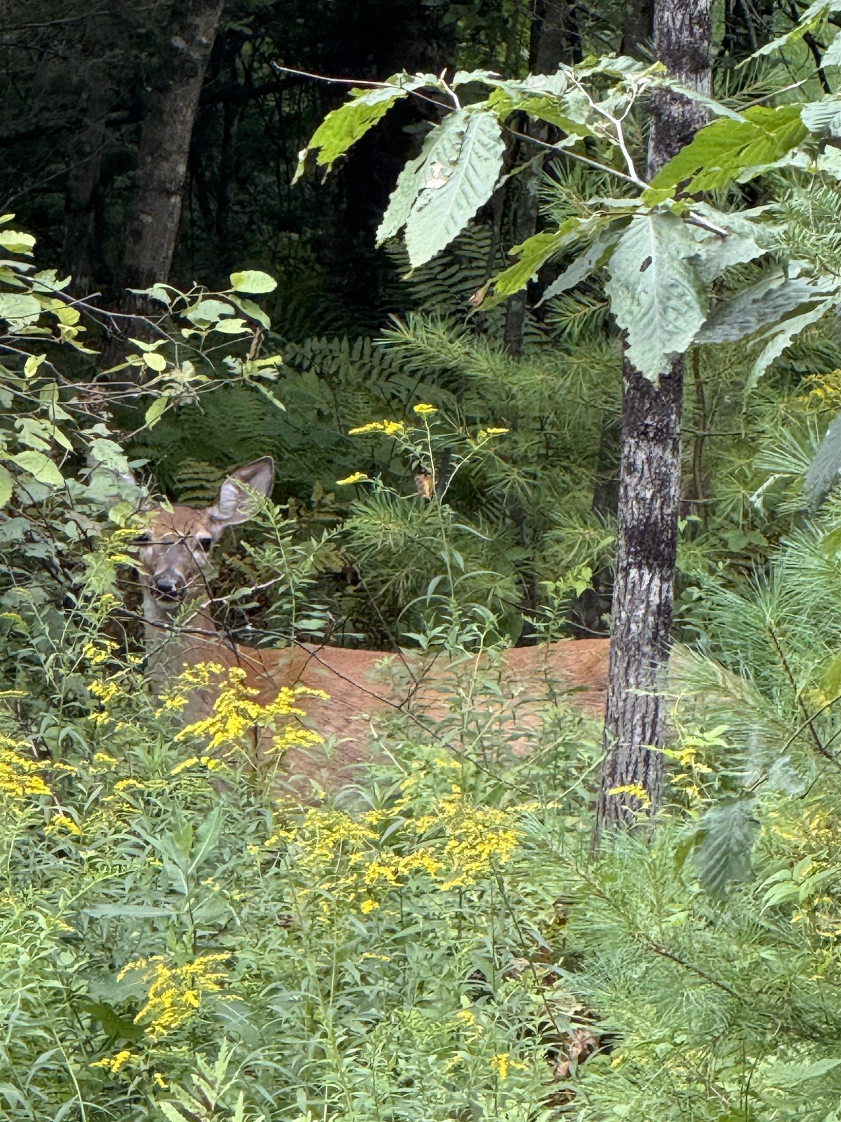 Homes for sale in Haverhill, NH | Lots 3 & 4 Pawtuckaway Rd, Haverhill, NH 03785 | MLS# 5062225