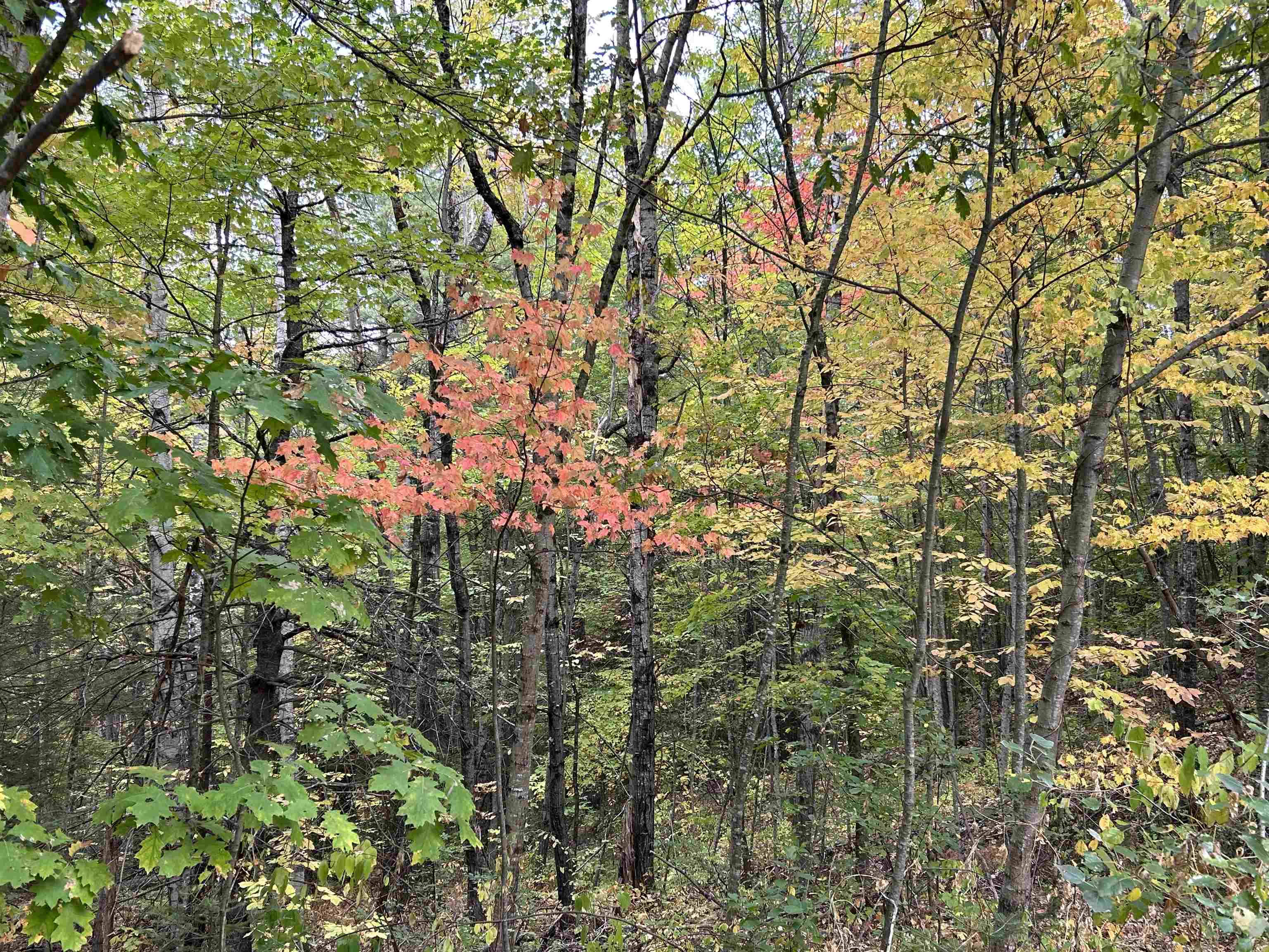 MLS #5062569 image #3