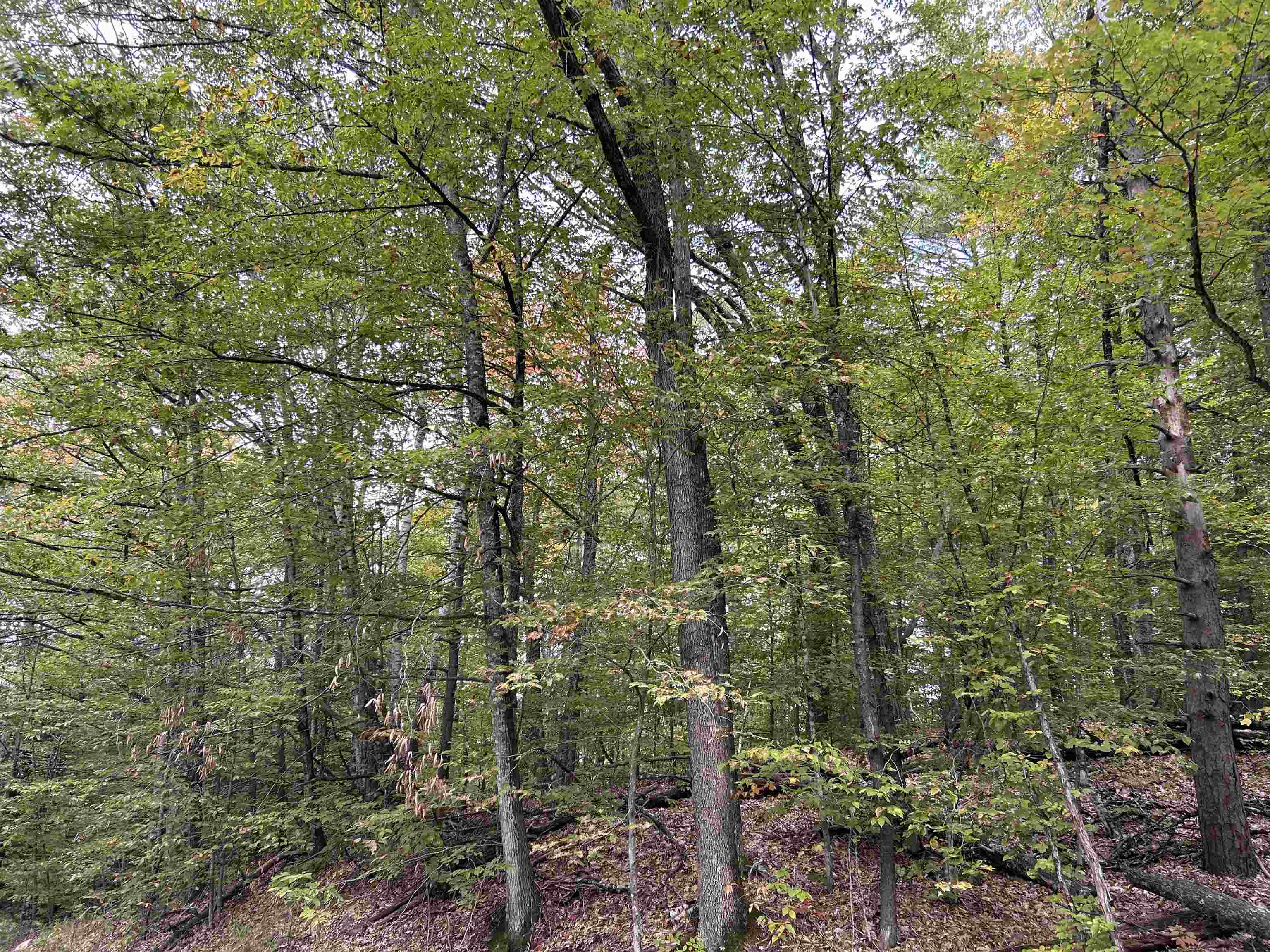 MLS #5062569 image #4