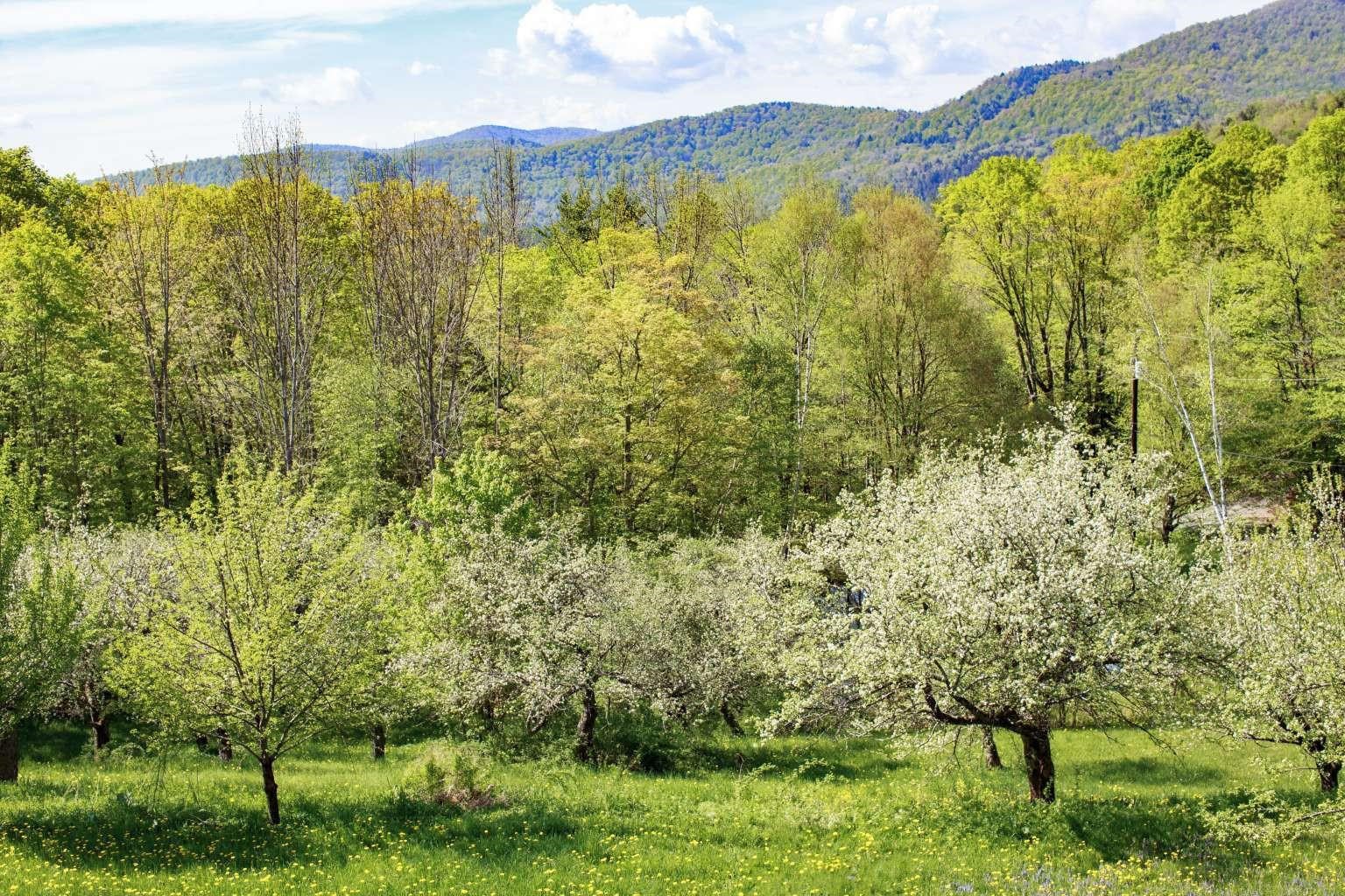 Homes for sale in Bethel, VT | 1312 Macintosh Hill Rd, Bethel, VT 05060 | MLS# 5062890