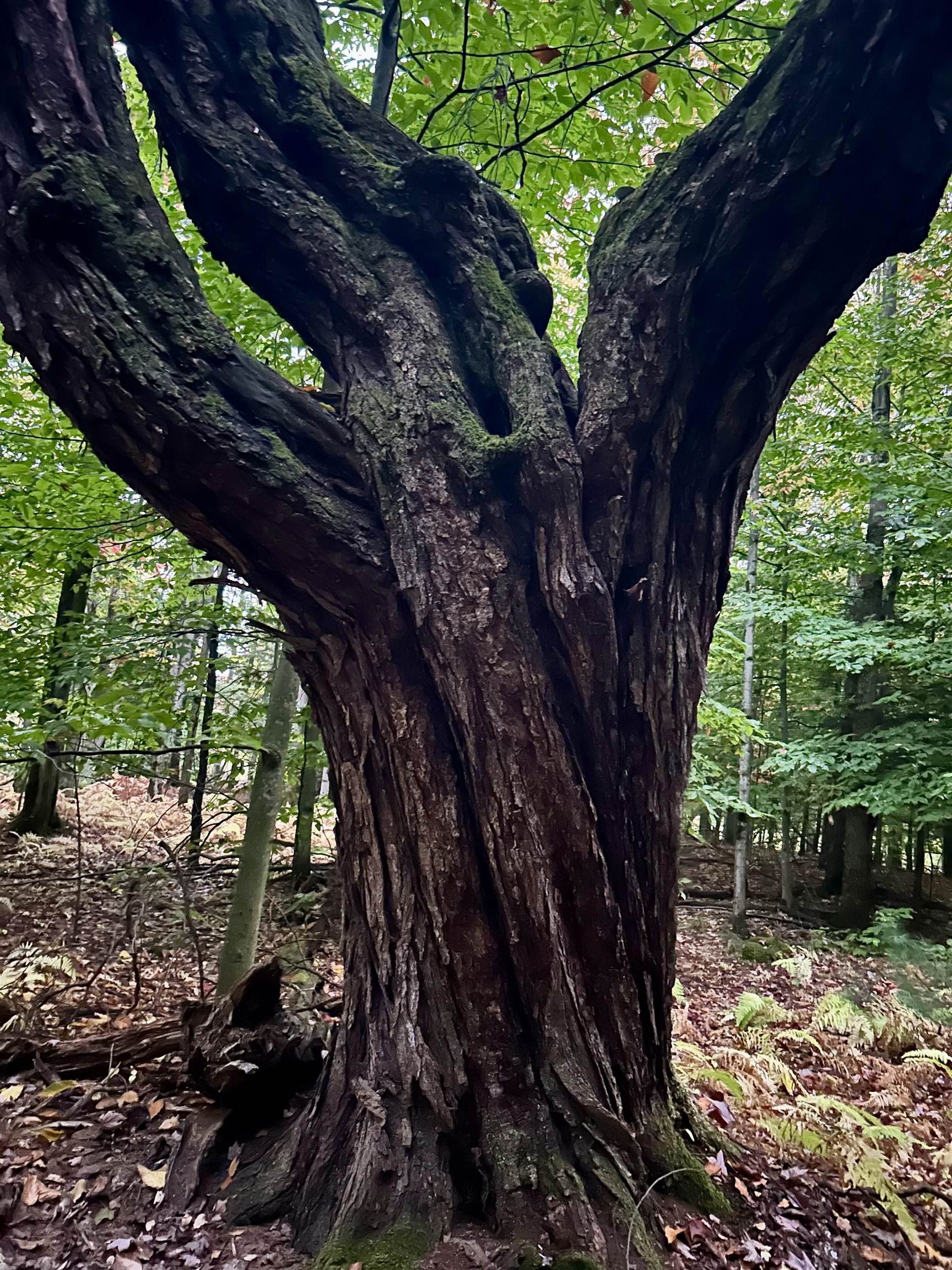 Homes for sale in Fairfield, VT | Tbd Pumpkin Village Rd, Fairfield, VT 05455 | MLS# 5062934