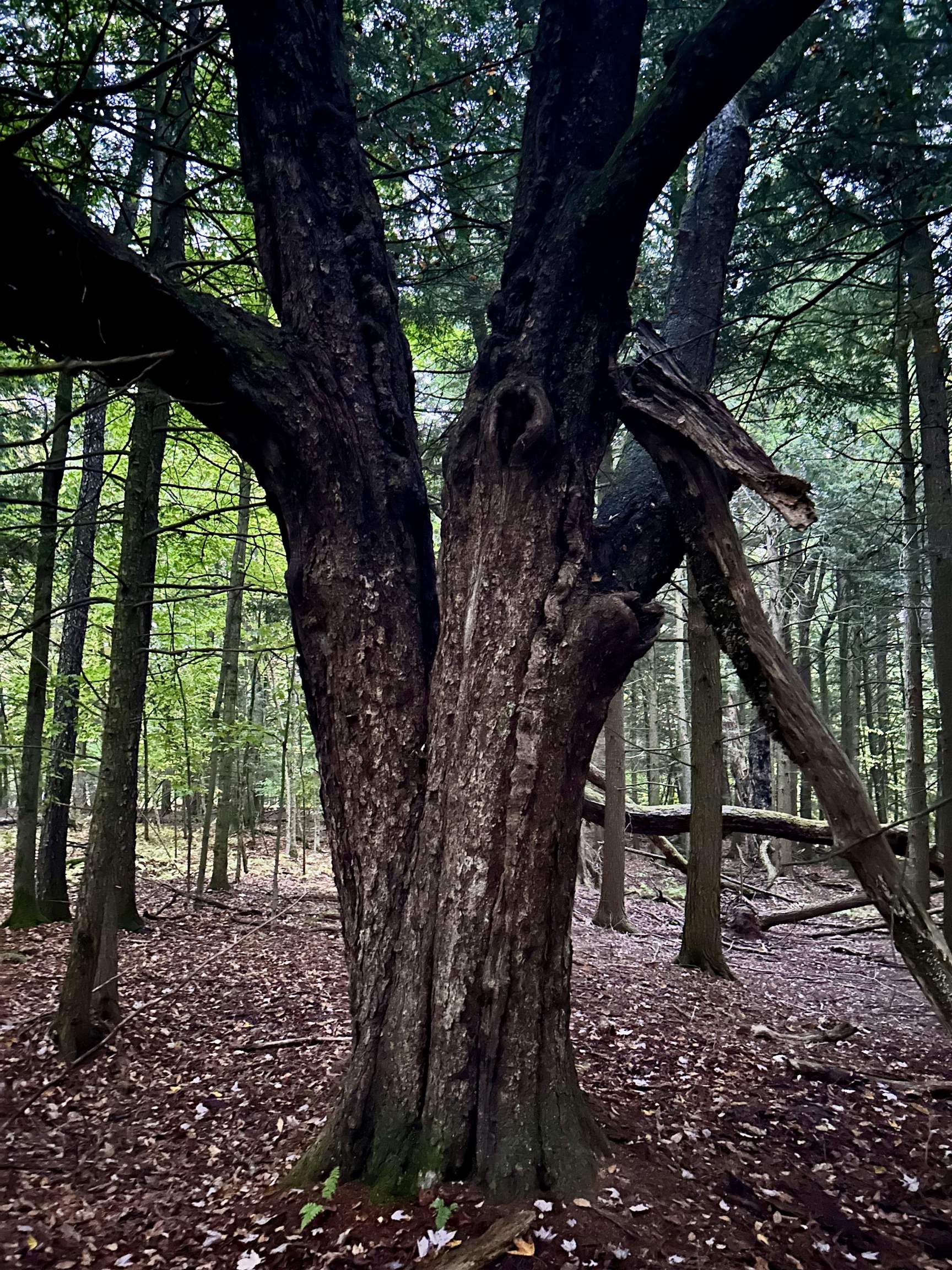 Homes for sale in Fairfield, VT | Tbd Pumpkin Village Rd, Fairfield, VT 05455 | MLS# 5062934