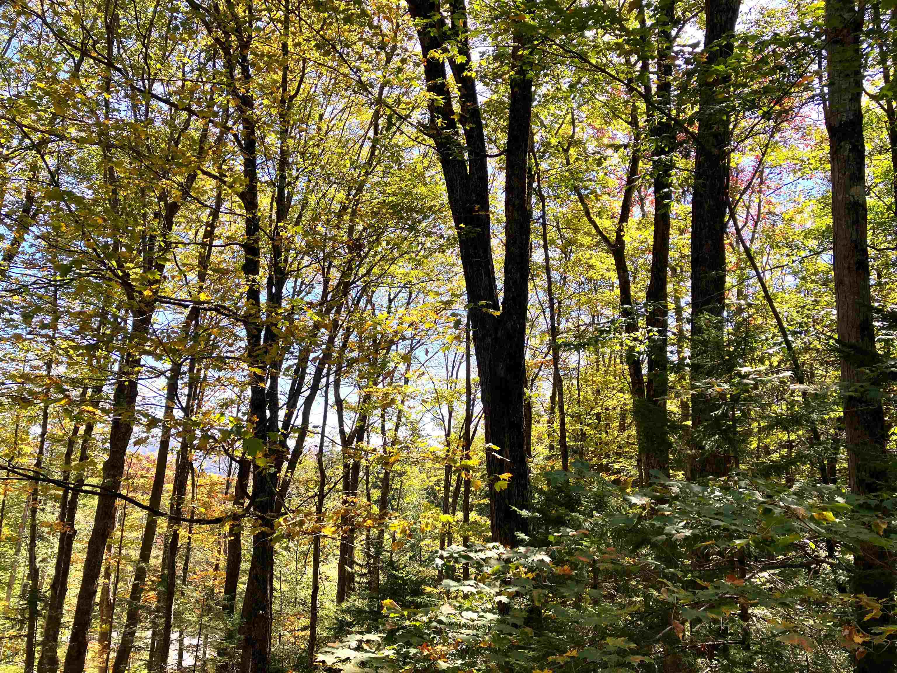 Homes for sale in Wilmington, VT | 8 Little Bnd #M-175, Wilmington, VT 05363 | MLS# 5063727