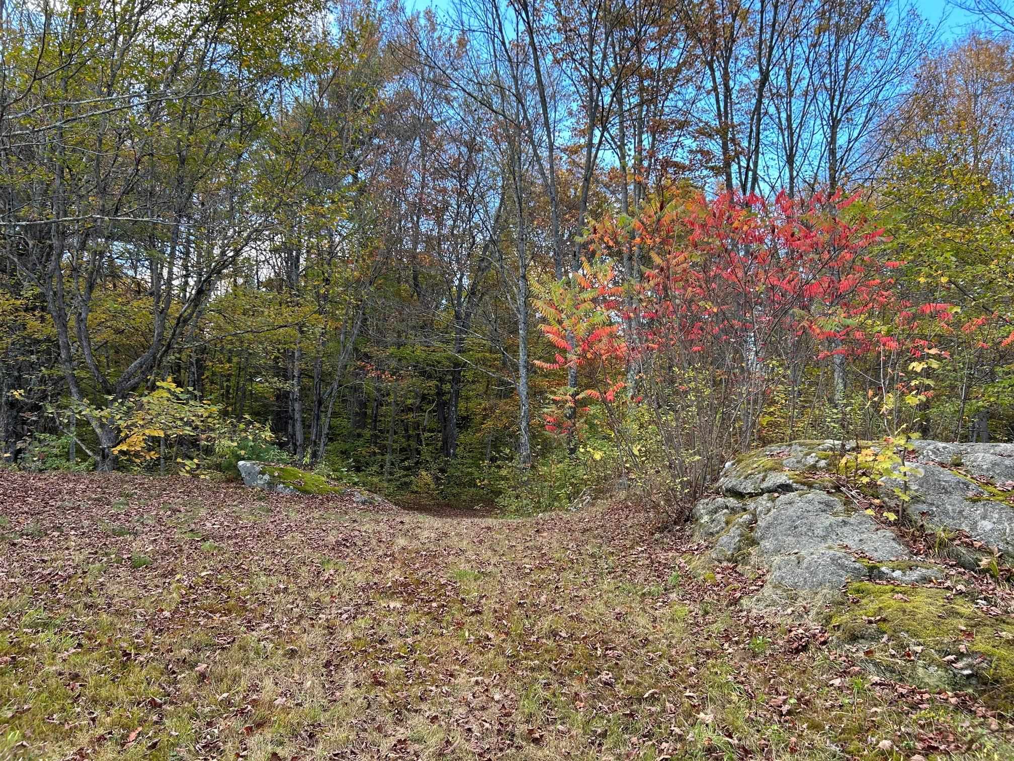 Open & wooded 24200723