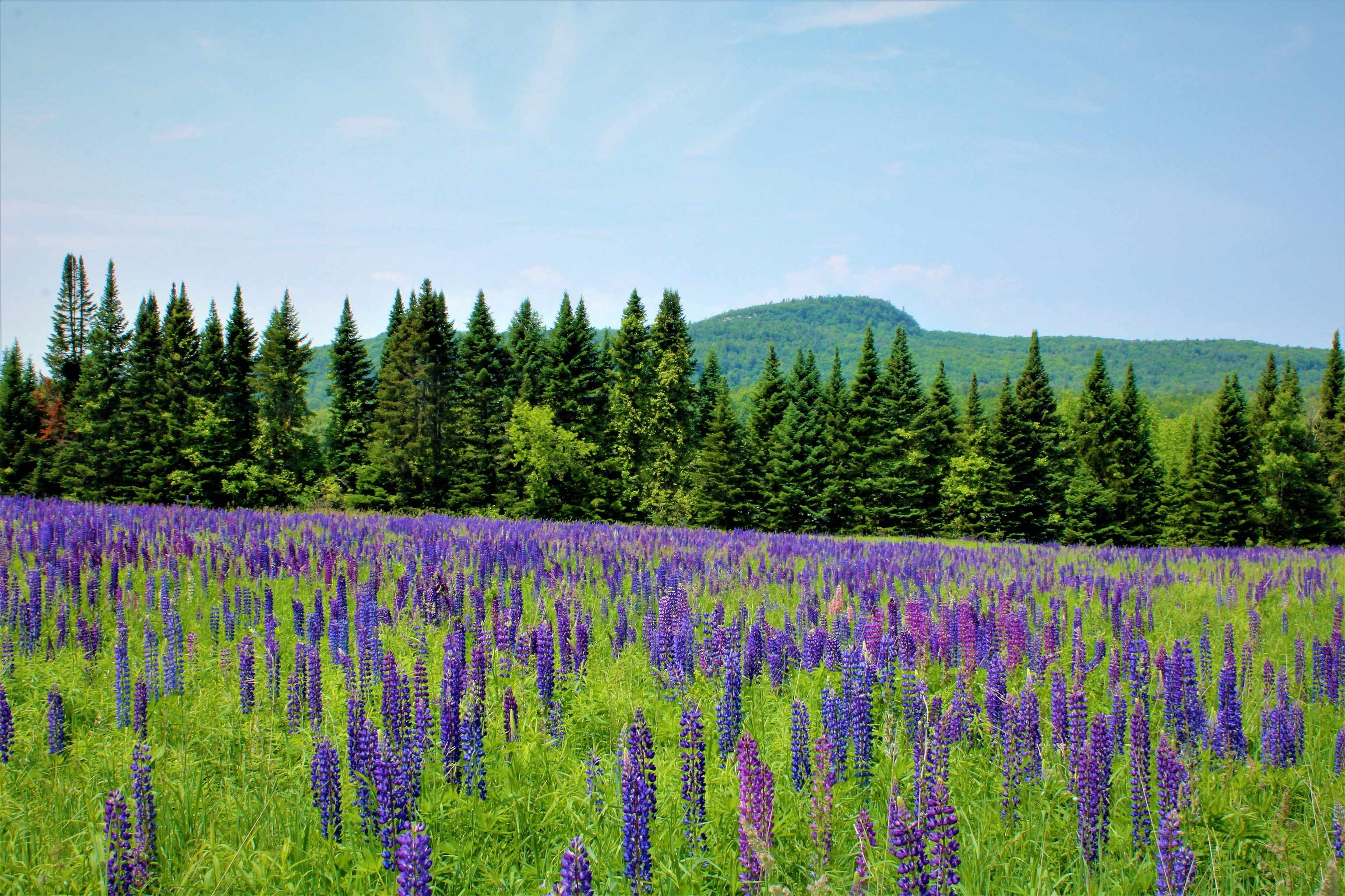   Click for more details  